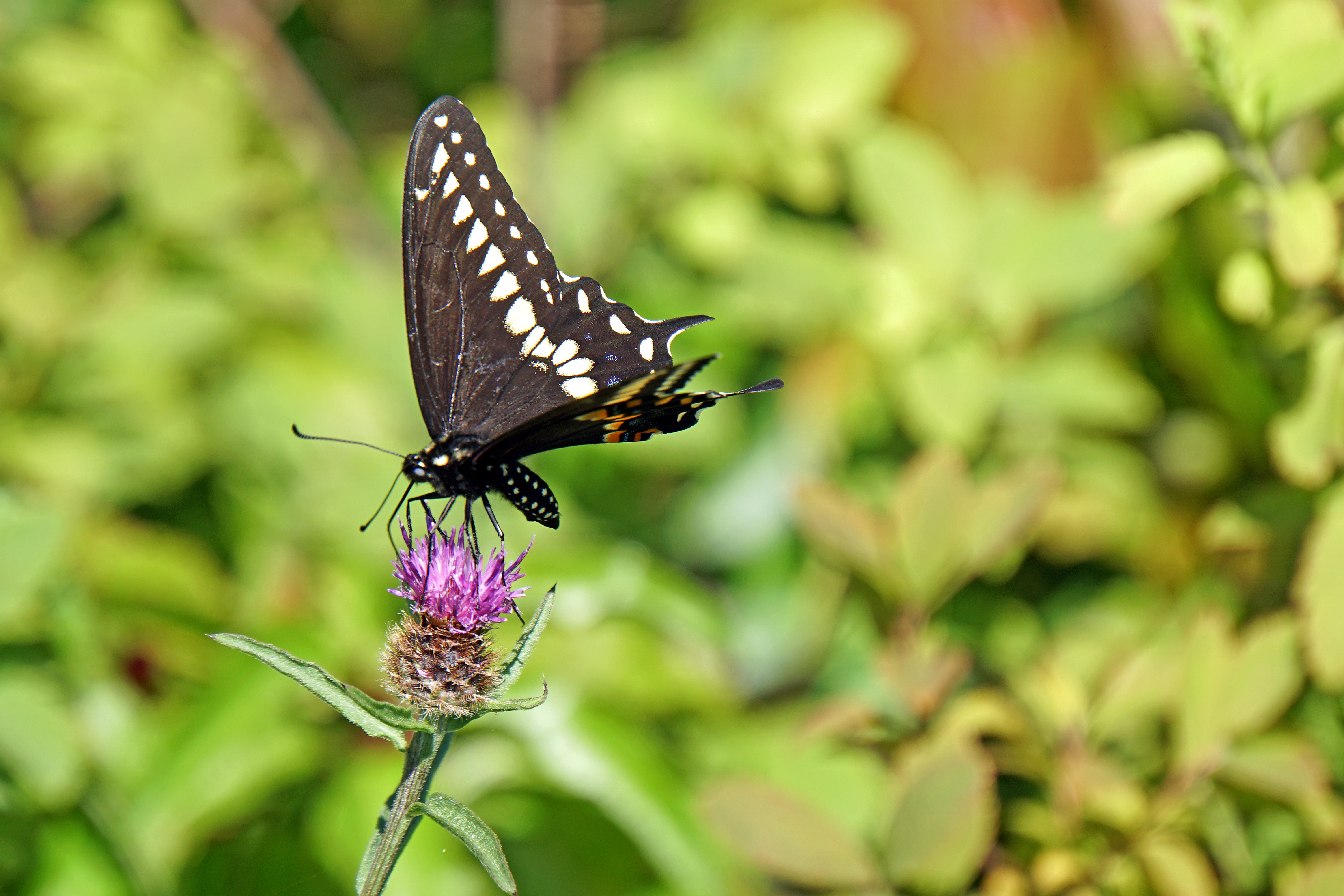 tall, swallowtail, ILCE-6300, swallowtail butterfly, Black Swallowtail, summer, Canada, white, sails, Sony  A6300, butterfly, Halifax, animal, ship, insect, HD Wallpaper