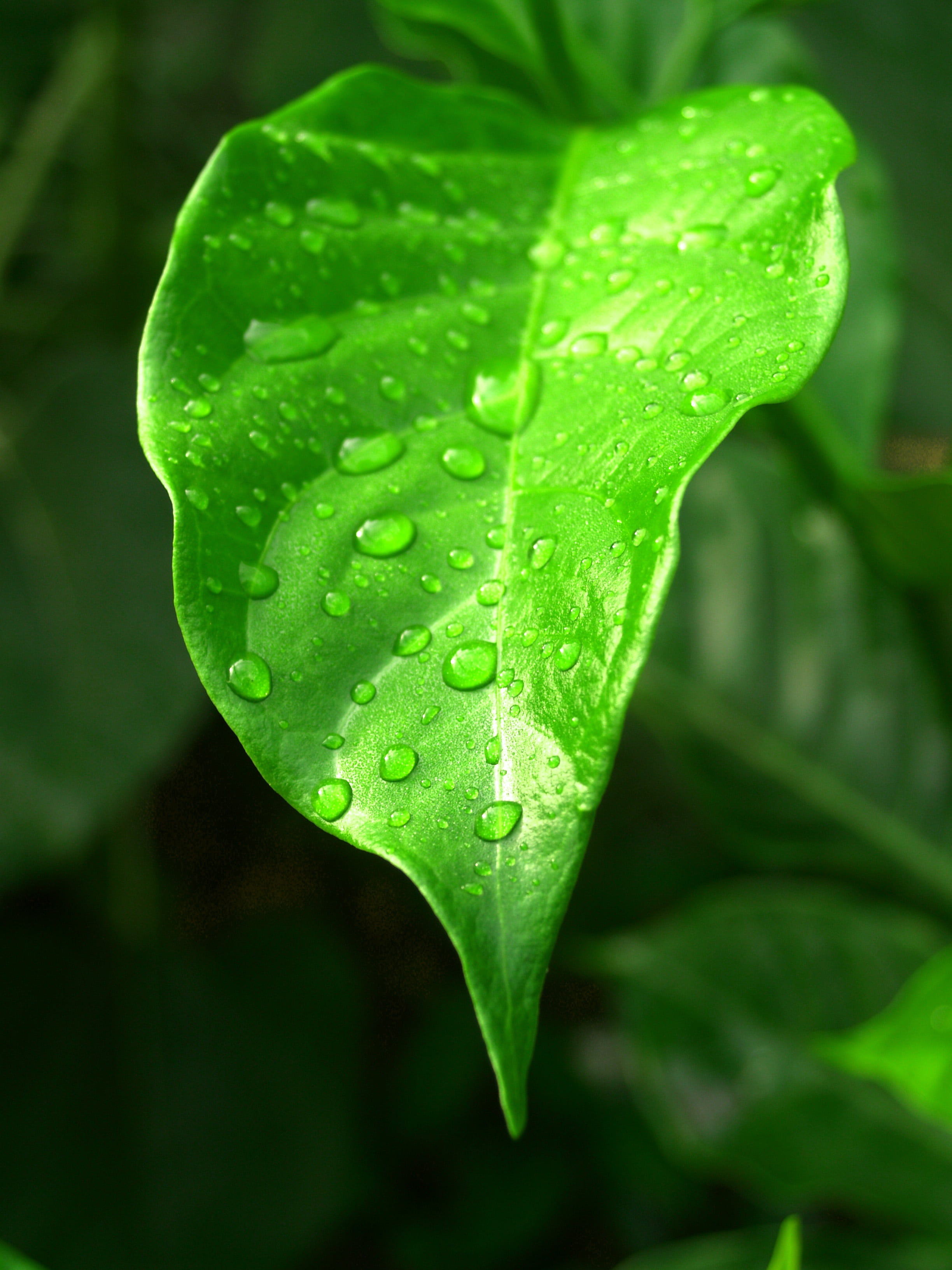 climate, green, purity, weather, isolated, backgrounds, drops, outdoors, environment, closeup, raindrop, growth, focus on foreground, nature, life, healthy, Phone HD Wallpaper