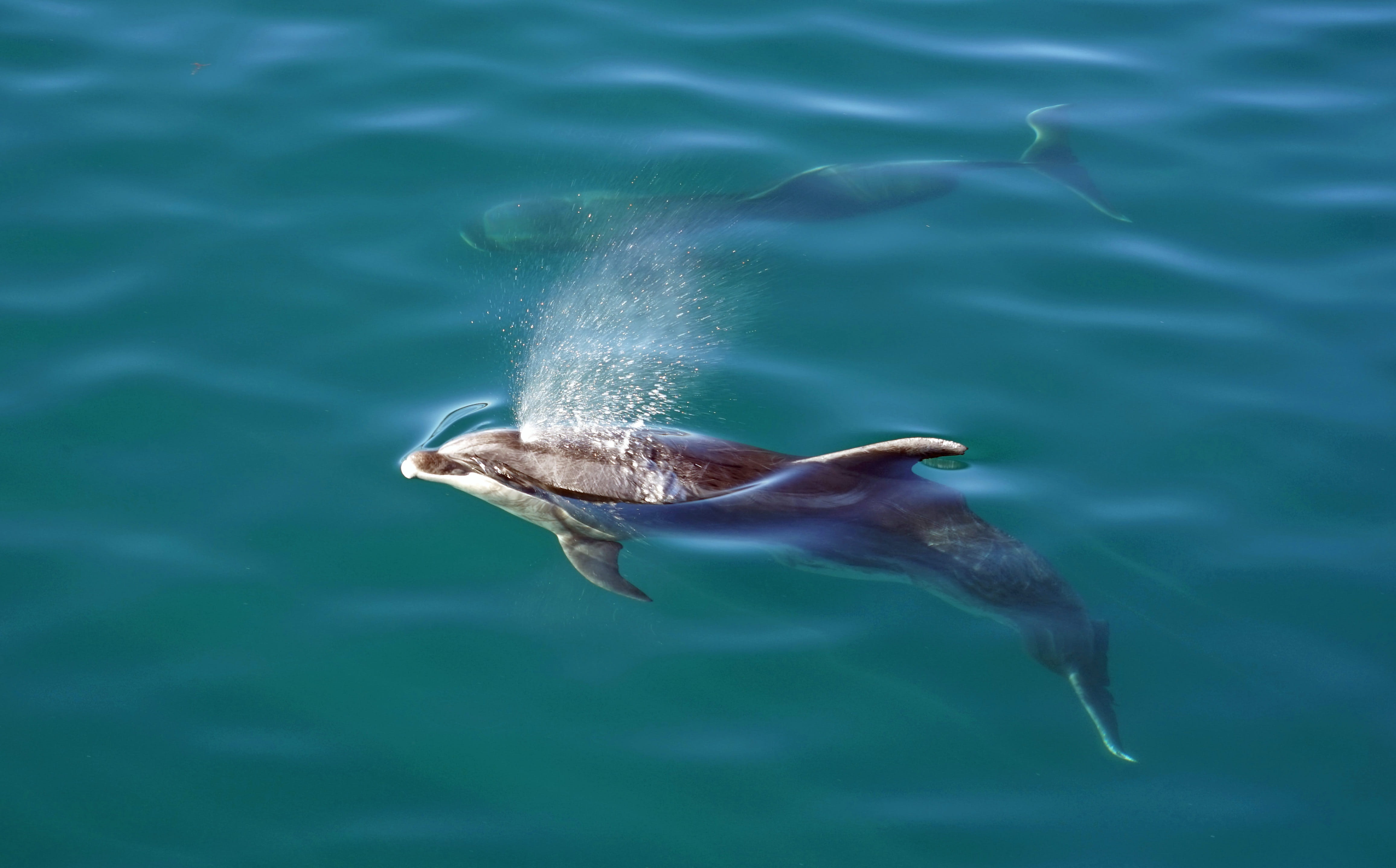 animal themes, sea Life, New Zealand, outdoors, north island, motion, underwater, wildlife, no people, Bay Of Islands, animals In The Wild, swimming, Dolphins, HD Wallpaper