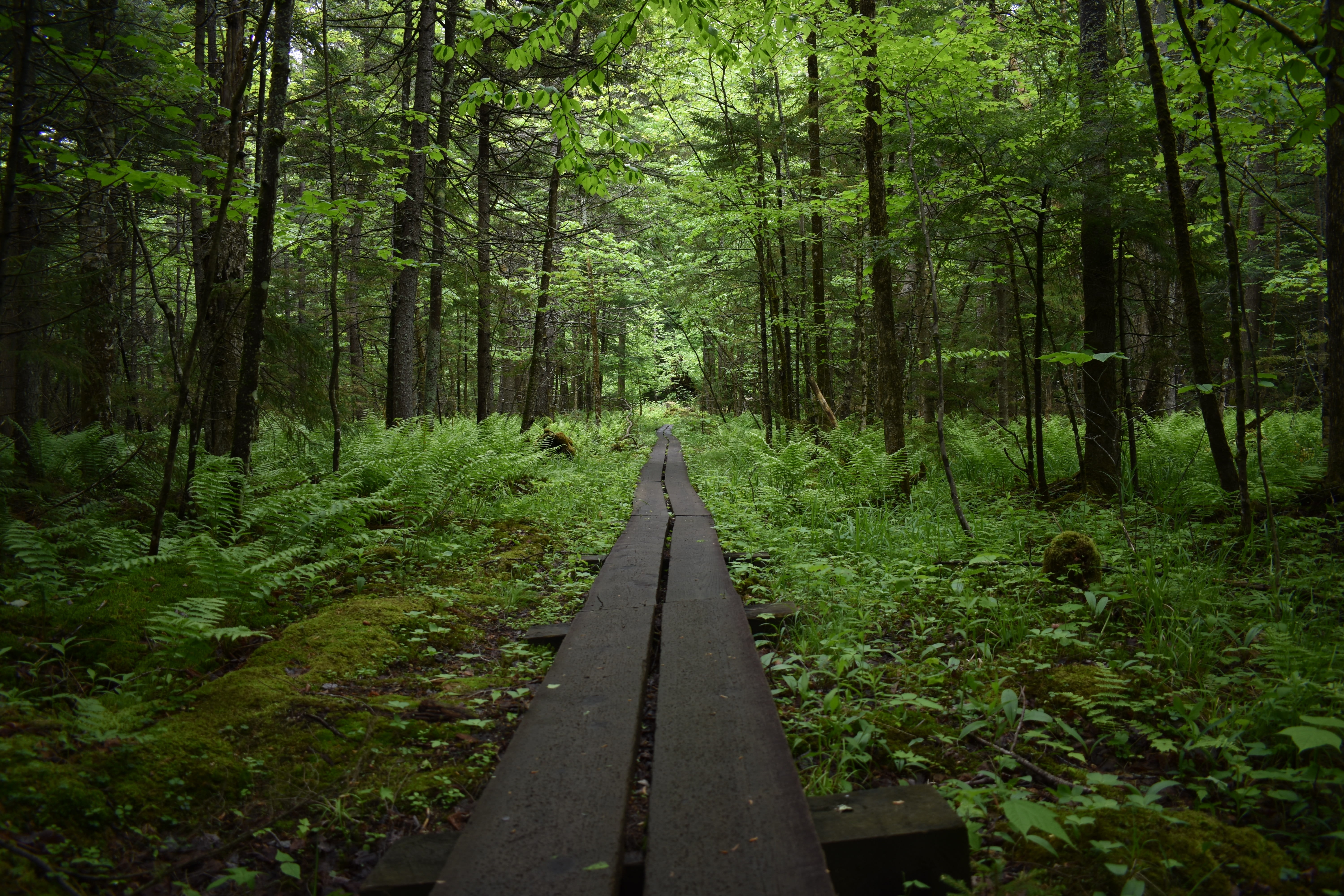 trail, tree, beauty in nature, active, growth, vacation, diminishing perspective, non-urban scene, tranquil scene, woodland, track, bridge, york, 5K, outdoors, HD Wallpaper