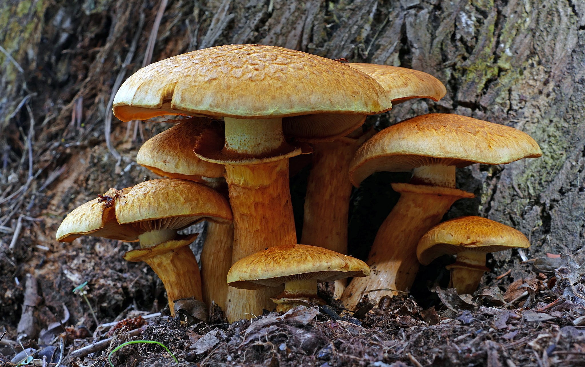 family, mushrooms, 1080P, gymnopis prominent, HD Wallpaper