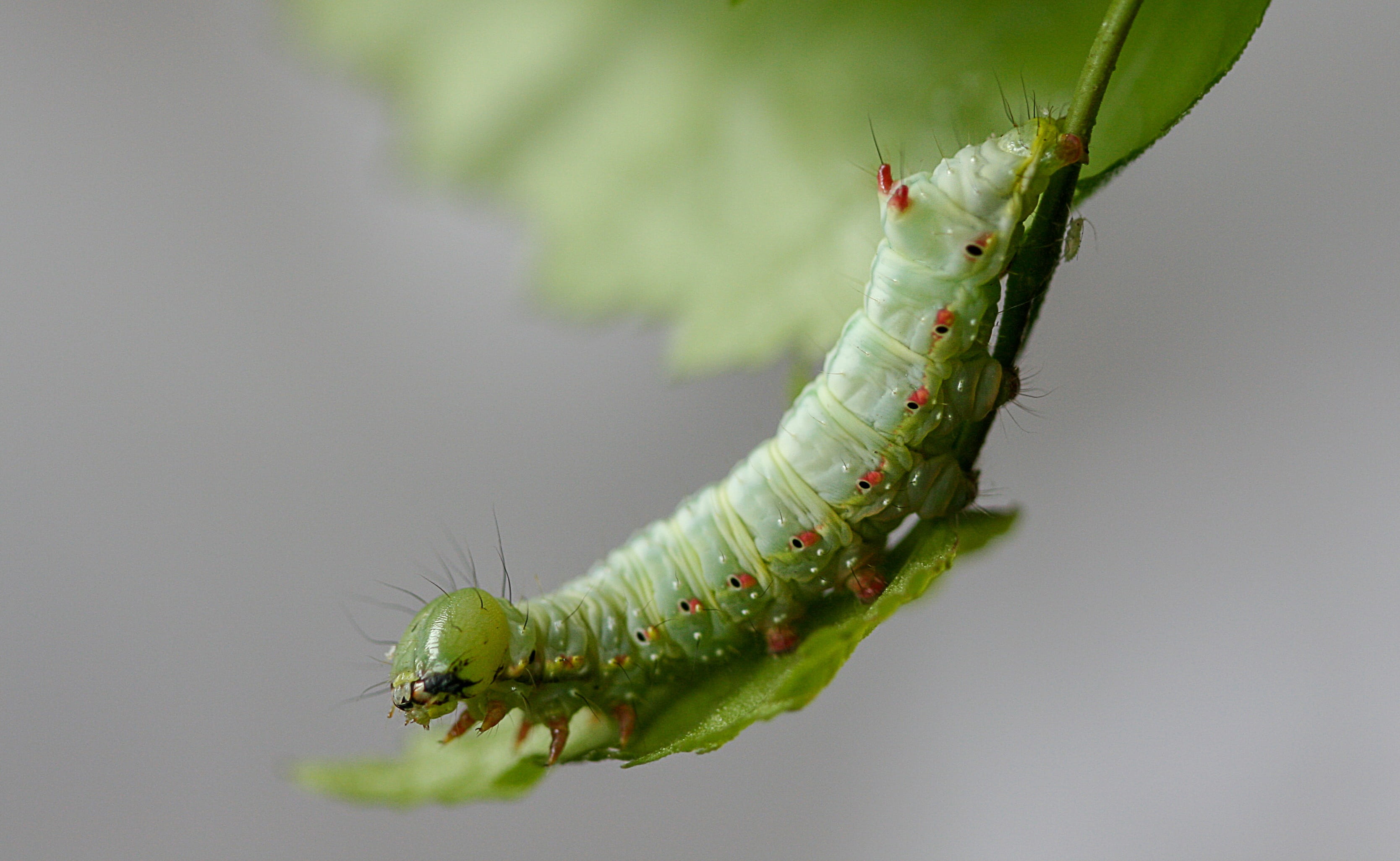 focus on foreground, animals in the wild, bug, invertebrate, 2K, caterpillar, one animal, outdoors, macro, nature, coxcomb-prominent, fauna, spring, day, HD Wallpaper