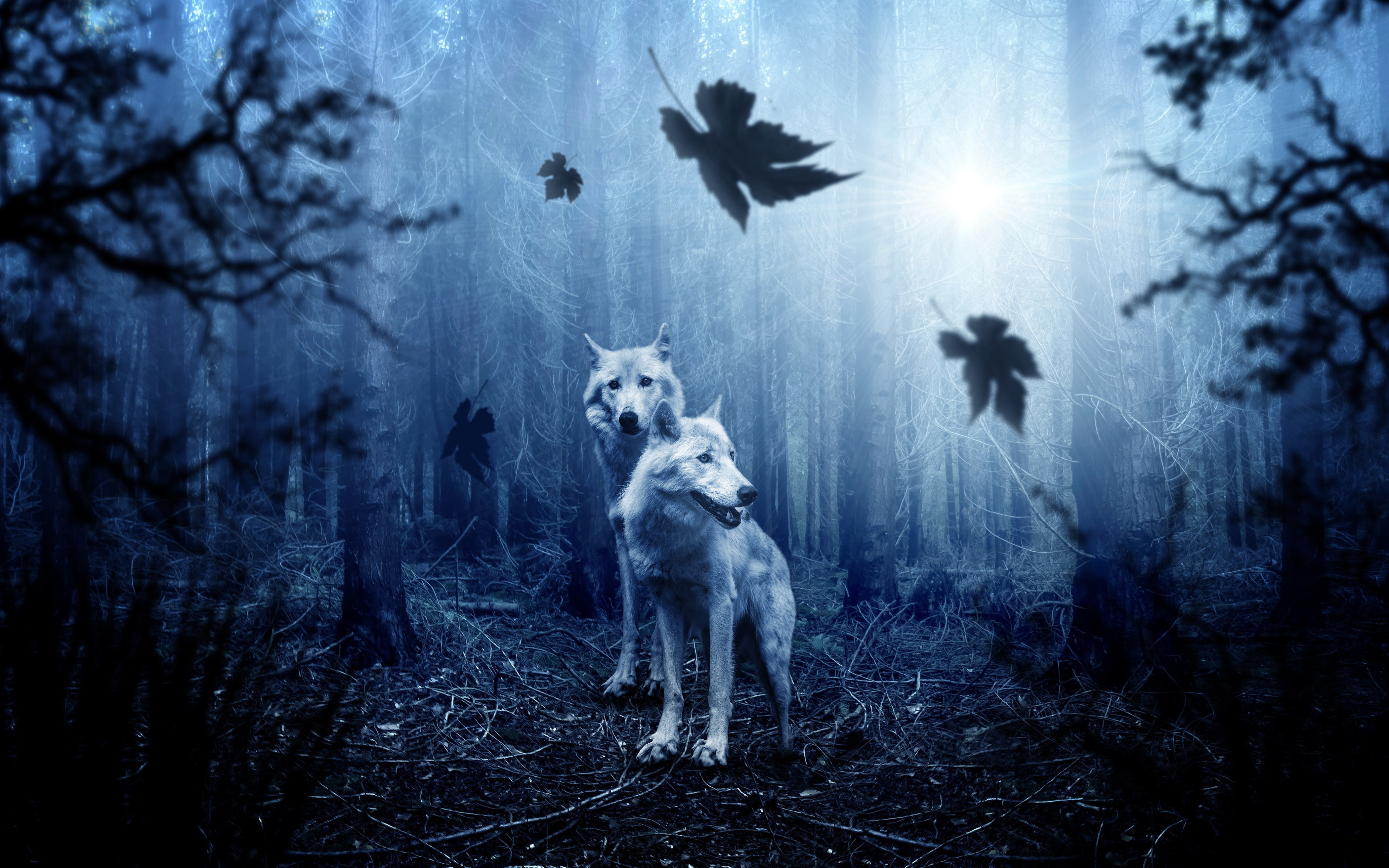 HD, 8k, Wolves, Forest, 4K, 4k, wallappers, HD Wallpaper