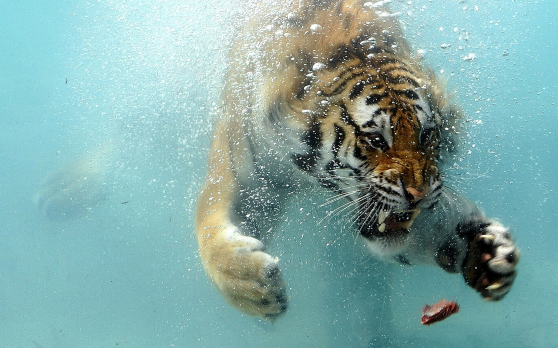 1080P, tiger, HD Tiger TIGER WALLAPPERS, 1920x1200, animals, 4K, Animal, HD Wallpaper