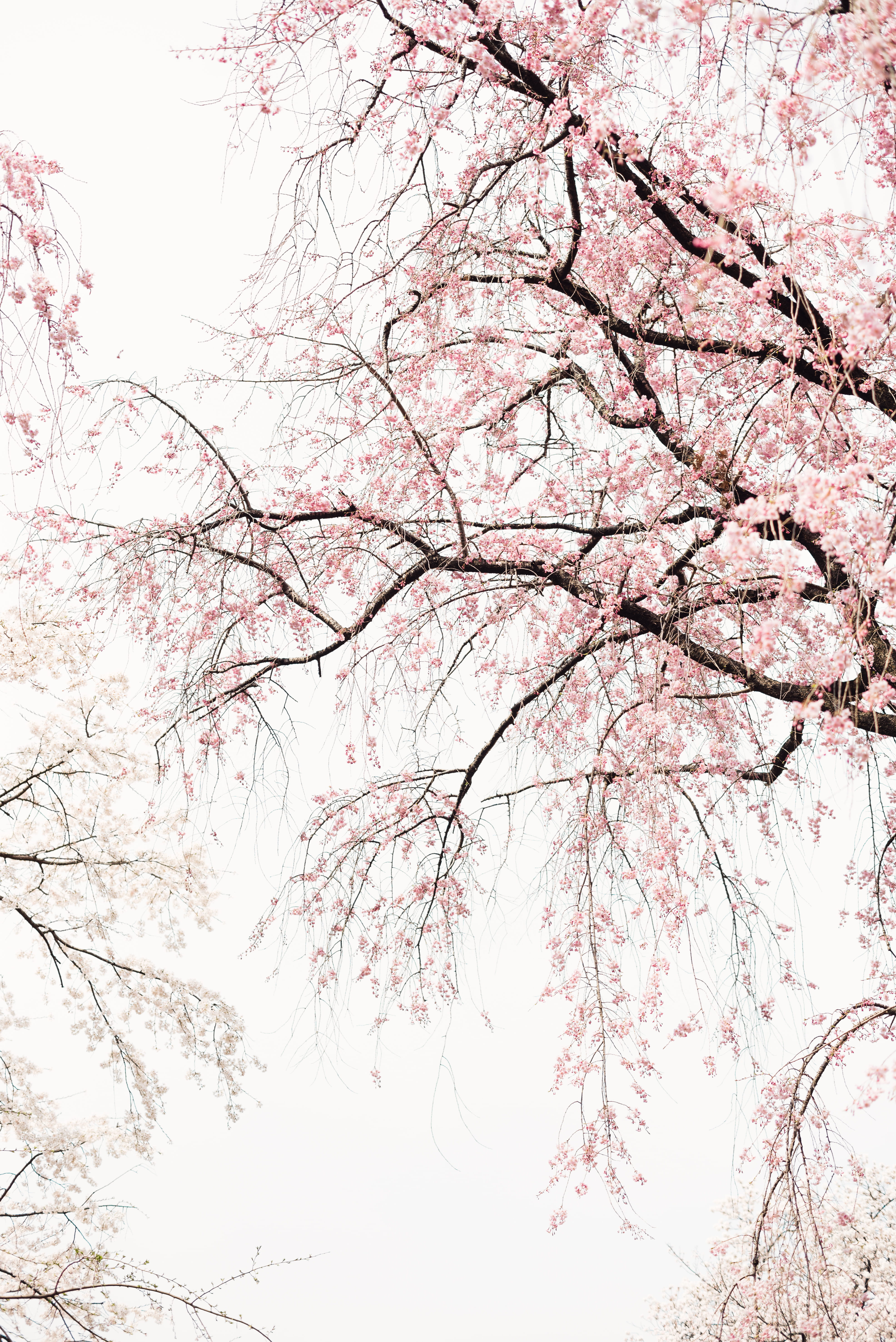 growth, japan, leafed, trees, day, plant, nature, white, zen, cherry blossom, branch, flower, blossom, 5K, tree, pink color, cherry tree, weepingcherry, Phone HD Wallpaper