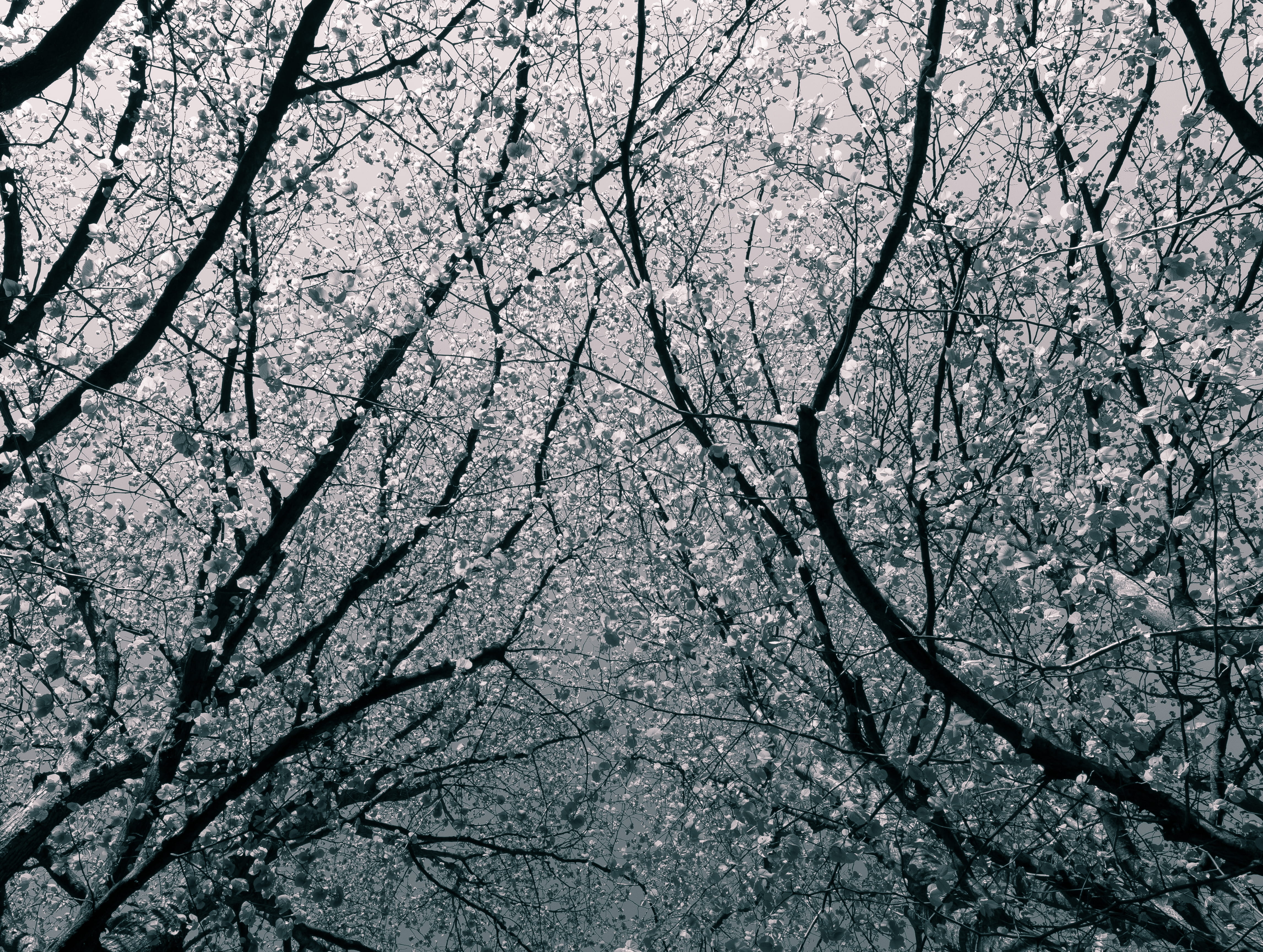 texture, cherry blossom, leaf, flowering plant, bare tree, low angle view, nature, art, tree, blossom, outdoors, hd wallapper, beauty in nature, HD Wallpaper