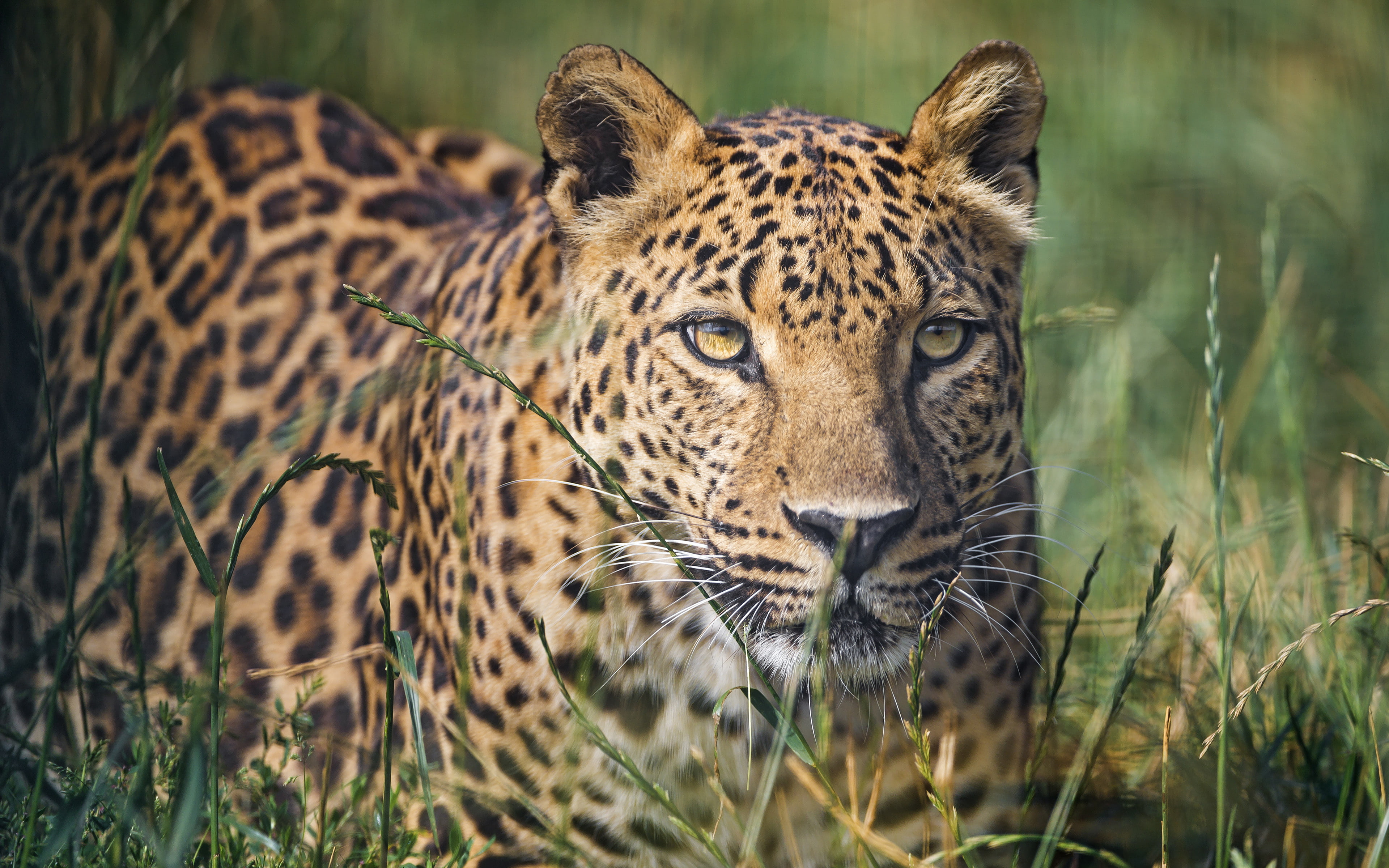 Calm, 4K, 4k, wallappers, 8k, Leopard, HD, HD Wallpaper