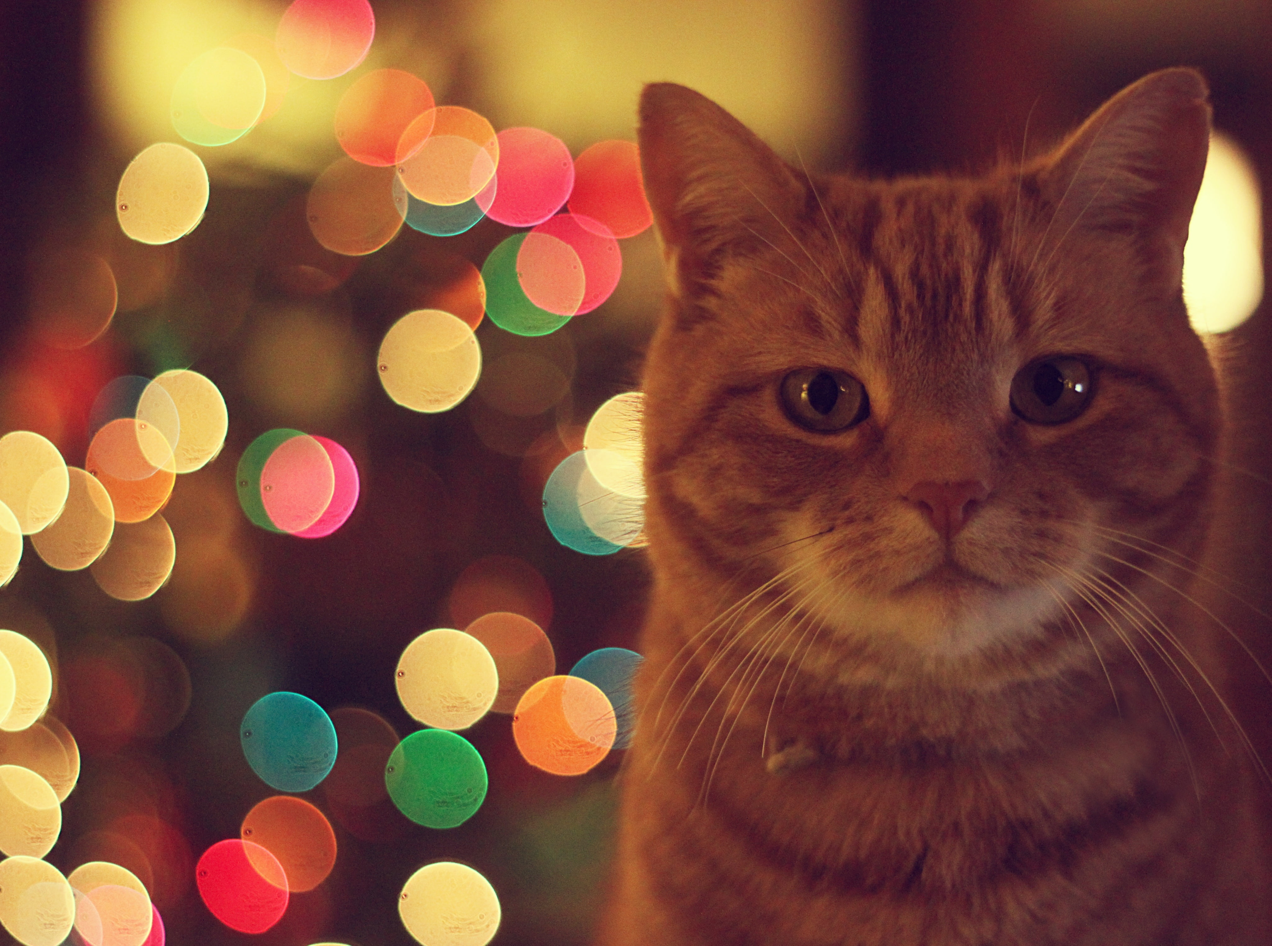 christmas tree, looking at camera, whisker, celebration, animal themes, Lights, domestic animals, illuminated, christmas, no people, animal head, bokeh, HD Wallpaper