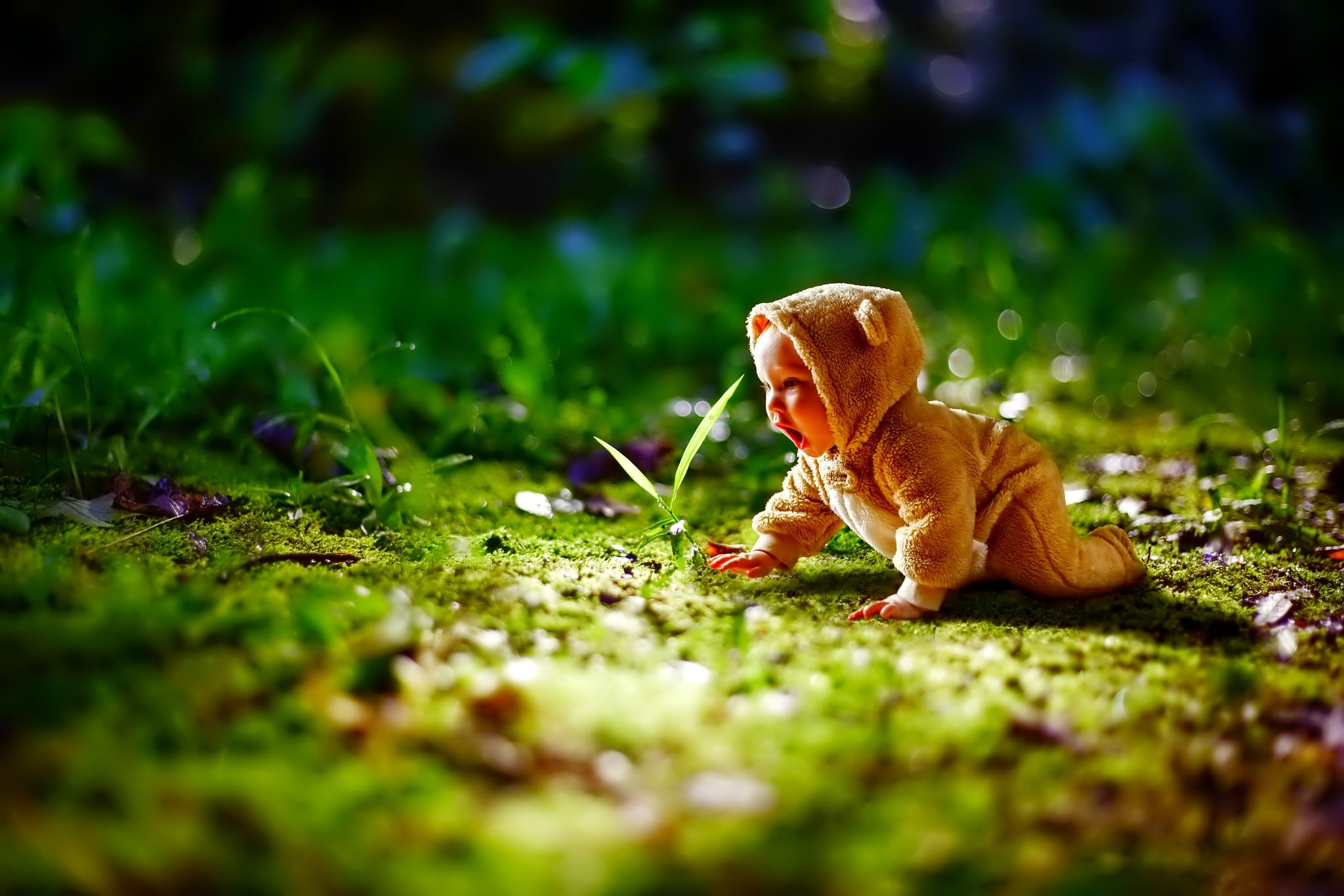 one animal, vertebrate, green color, land, pets, selective focus, baby, no people, field, dog, grass, day, domestic, brown, surface level, ginger cat, 1080P, HD Wallpaper