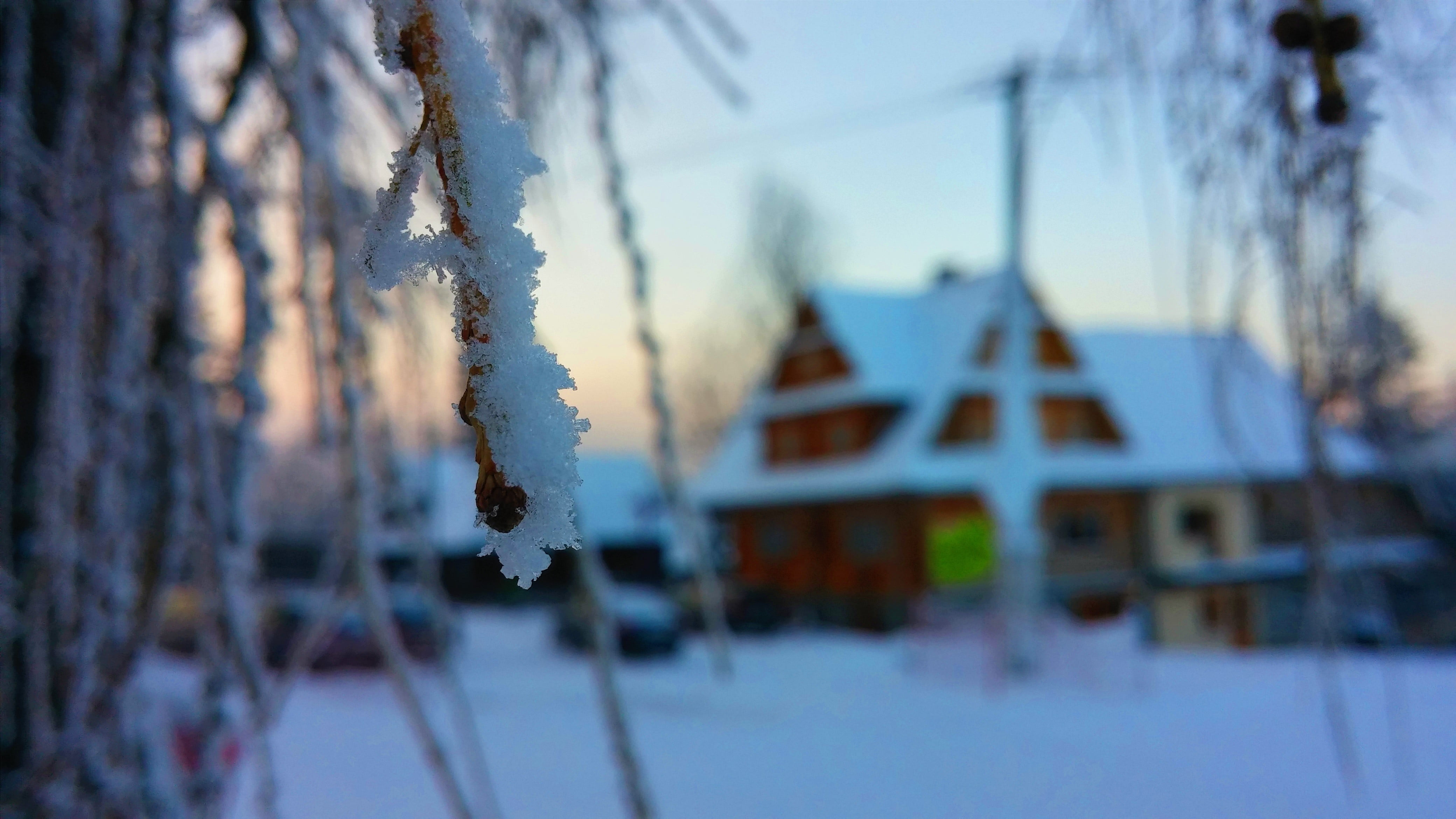 tree, selective focus, pine tree, winter, plant, no people, cold temperature, ice, frozen, beauty in nature, Poland, red, day, macro, snow, nature, scenics - nature, HD Wallpaper