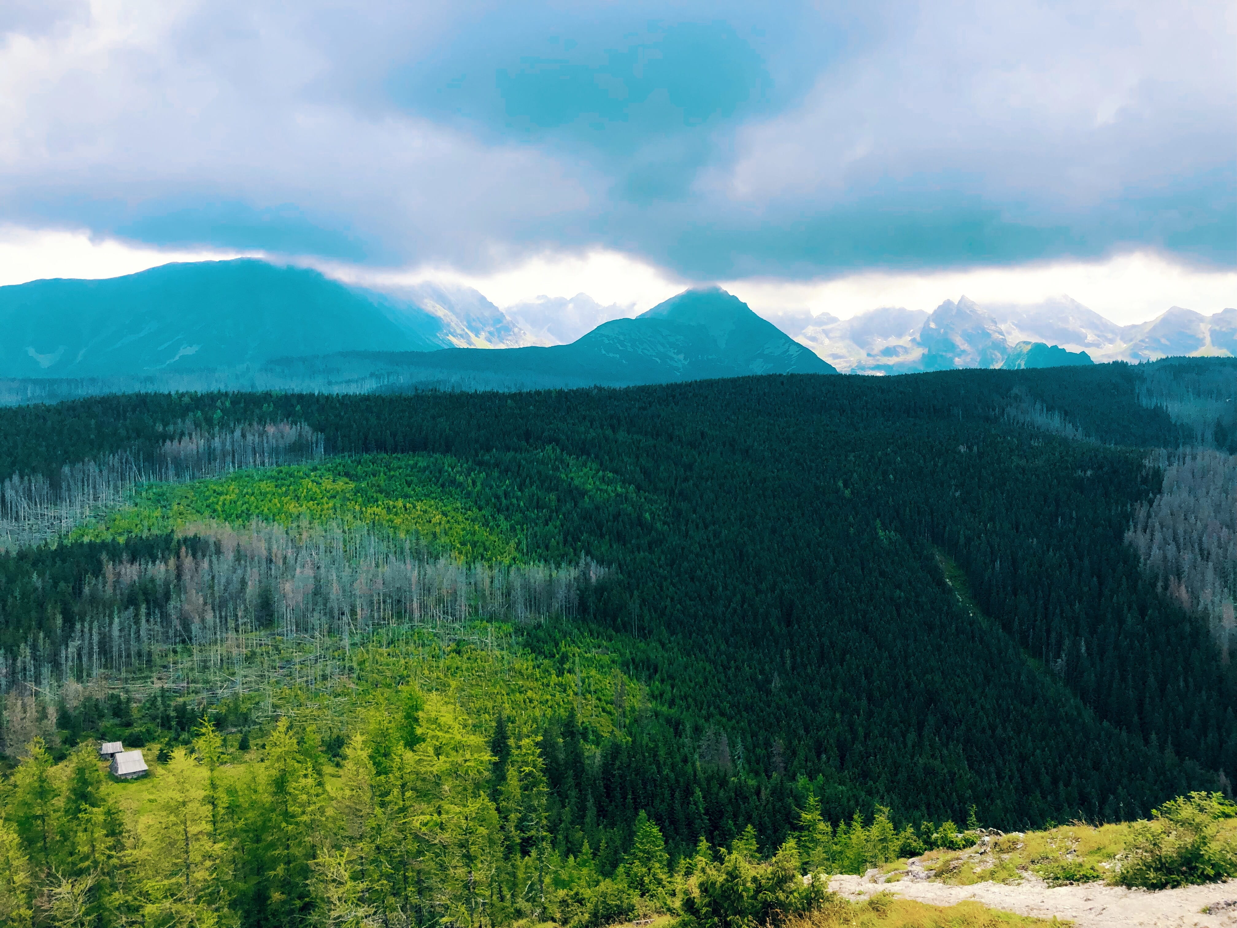 tree, jesień, land, drzewa, no people, tatry, green color, sky, góry, day, non-urban scene, szlak, pine tree, mountain range, pine woodland, widok, forest, HD Wallpaper