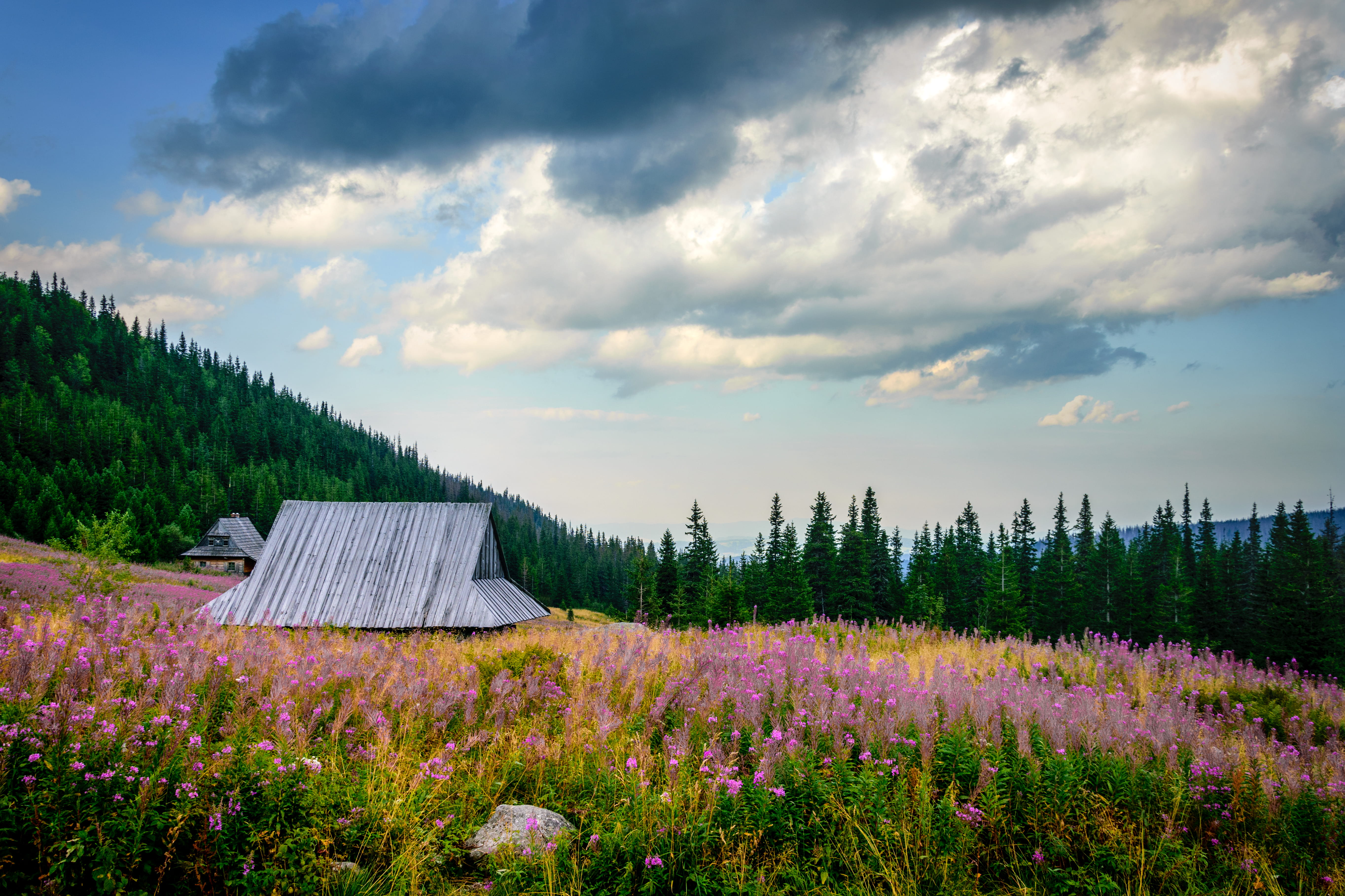 outdoors, poland, growth, tatra mountains, tree, meadow, beauty in nature, mountains, zakopane, cloud - sky, flower, land, landscape, freshness, tranquil scene, HD Wallpaper