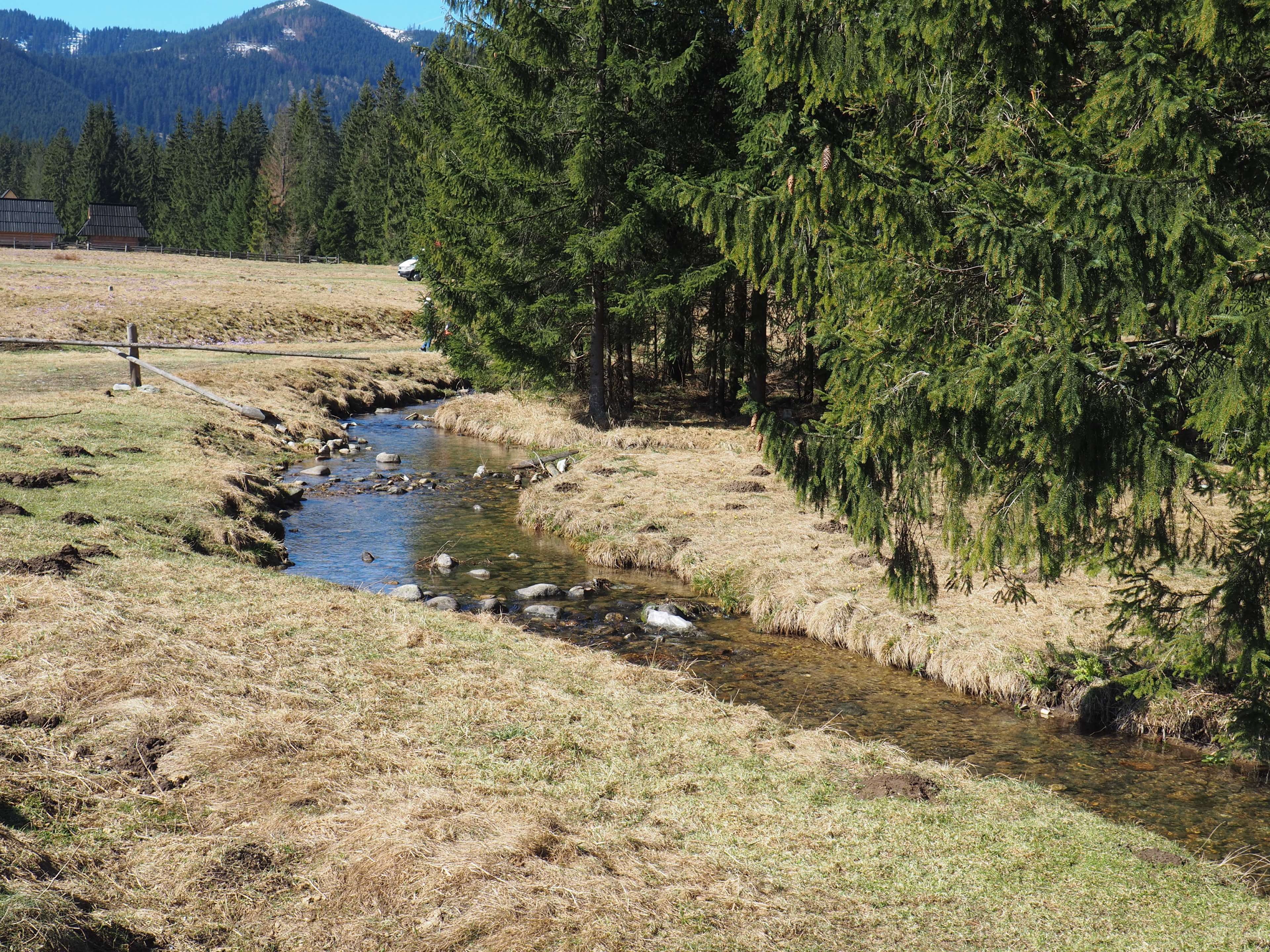 landscape, growth, stream, zakopane, environment, scenics - nature, nature, no people, day, trees, tree, land, beauty in nature, mountains, tranquility, HD Wallpaper