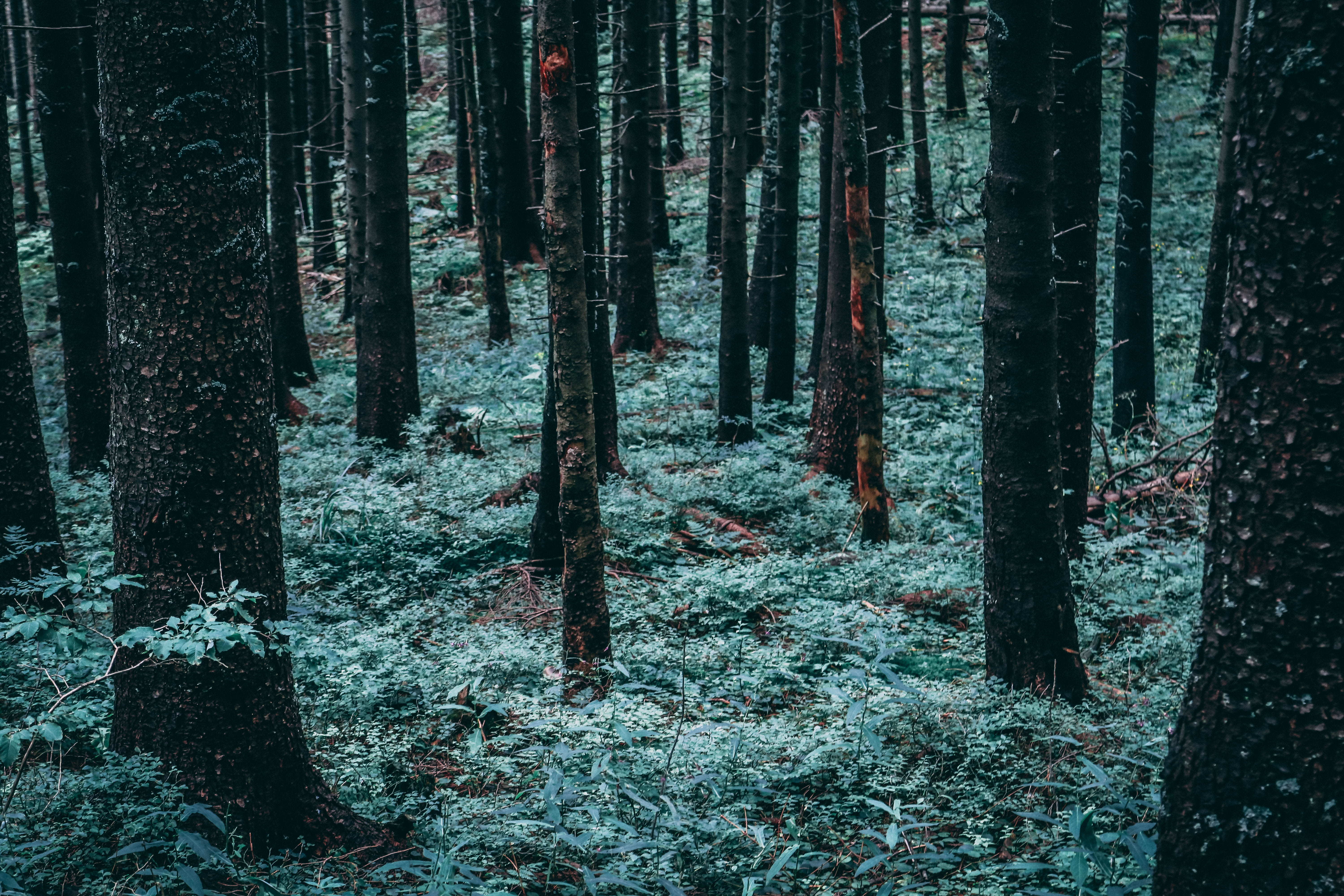 pool, zakopane, coniferous tree, no people, grey, flora, woodland, land, nature, plants, trees, abundance, plant, forest, ivy, grove, environment, tree, HD Wallpaper