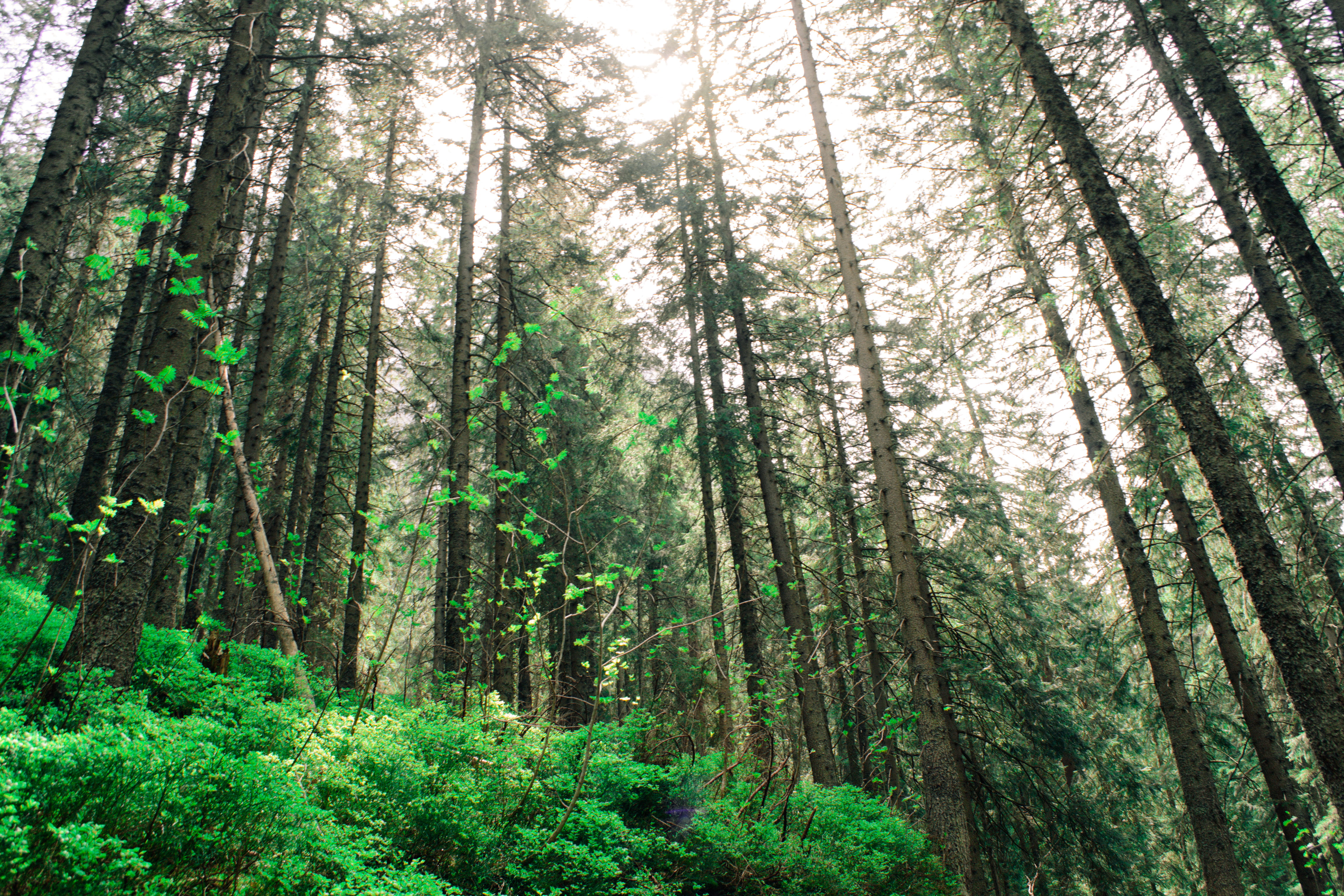 no people, green tree, shine, hill, lights, light, trunk, tranquil scene, lighting, green, photo, sunlight, trees, pine woodland, tranquility, plant, sunshine, HD Wallpaper
