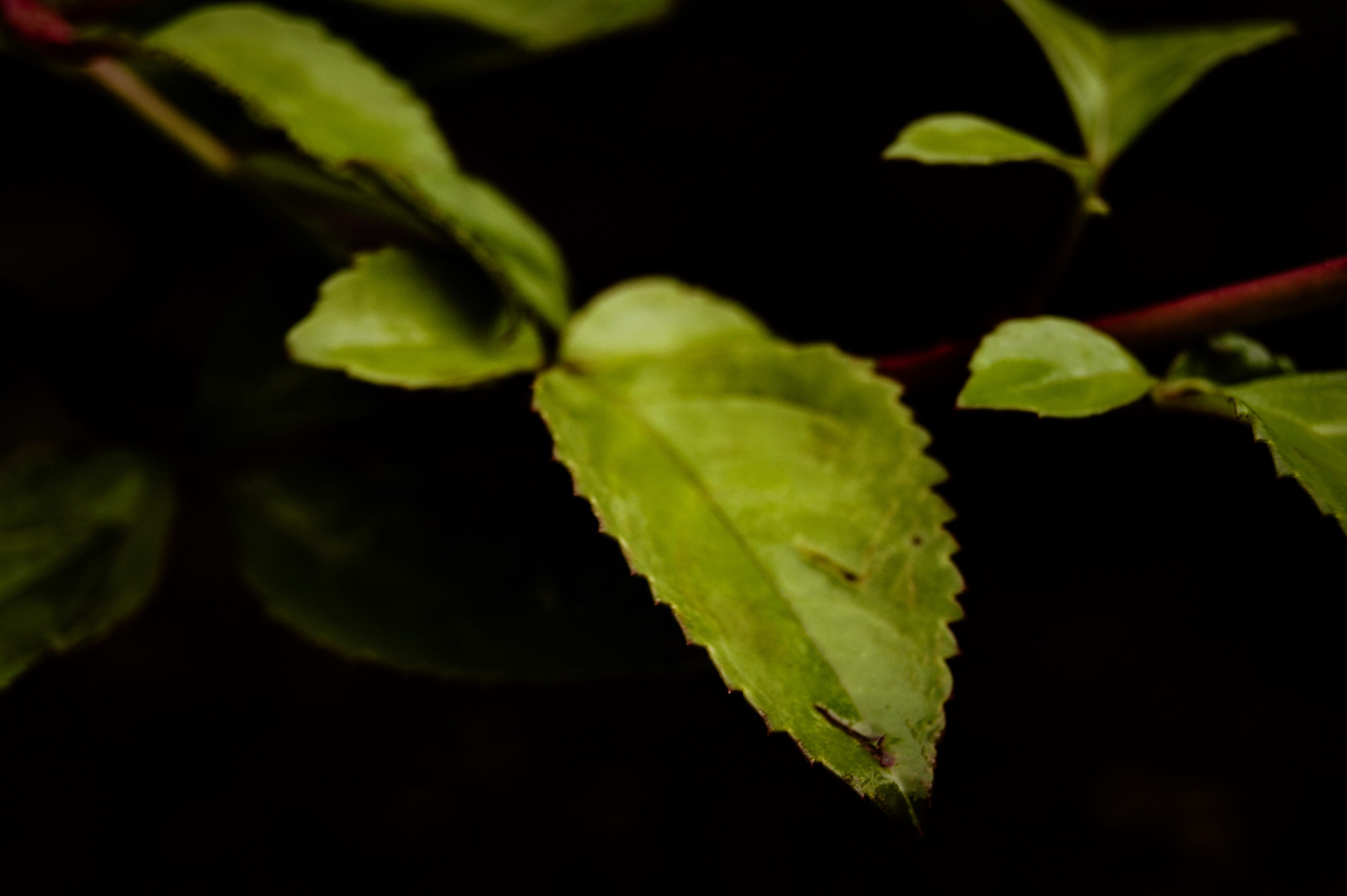 plant part, beauty in nature, plant, night, vulnerability, outdoors, close-up, poland, no people, freshness, black background, nature, green color, growth, HD Wallpaper