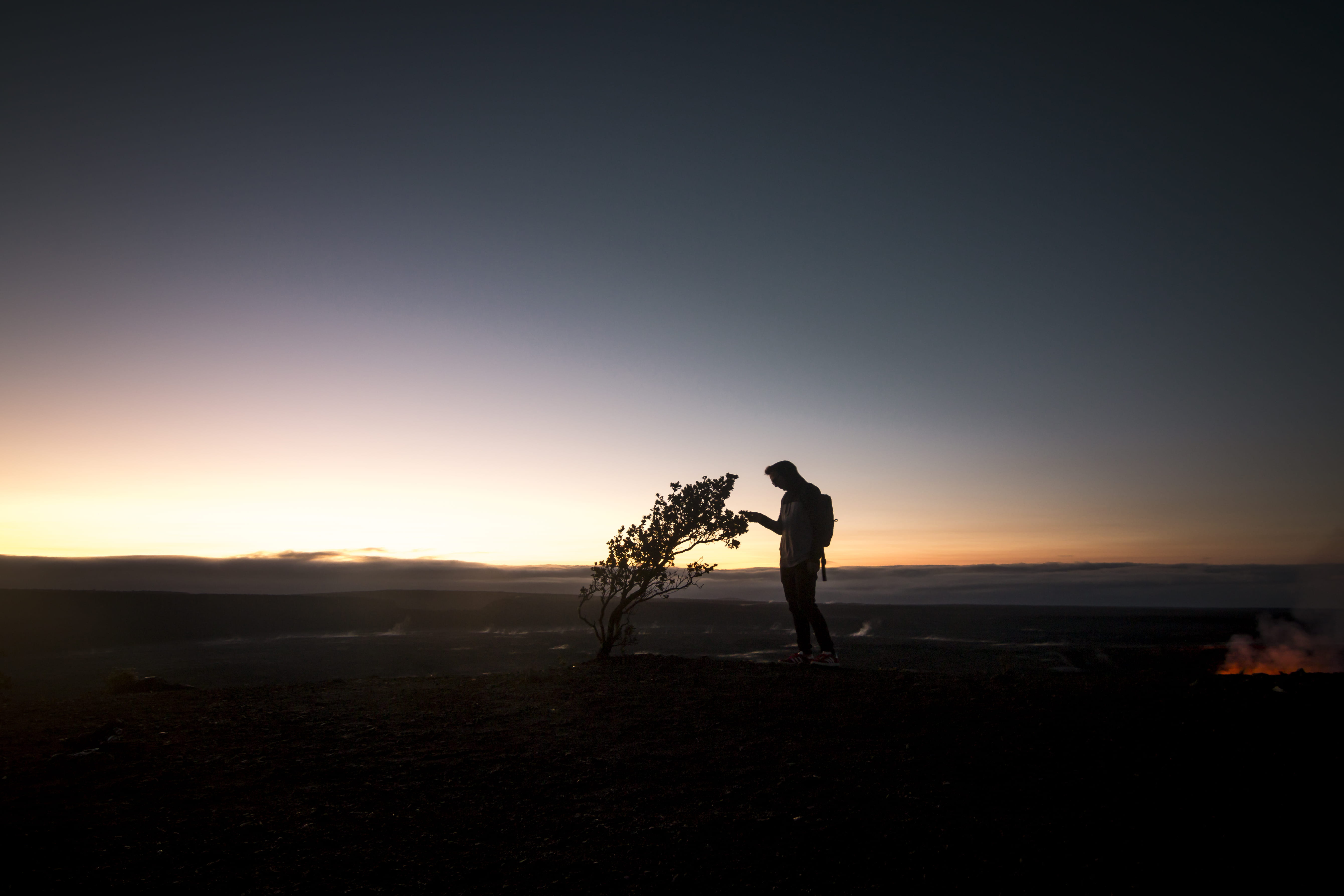 morning light, horizon, land, standing, copy space, holding, adult, tree, sun, landscape, 5K, scenics - nature, kilauea, bare, sky, silhouette, front, HD Wallpaper