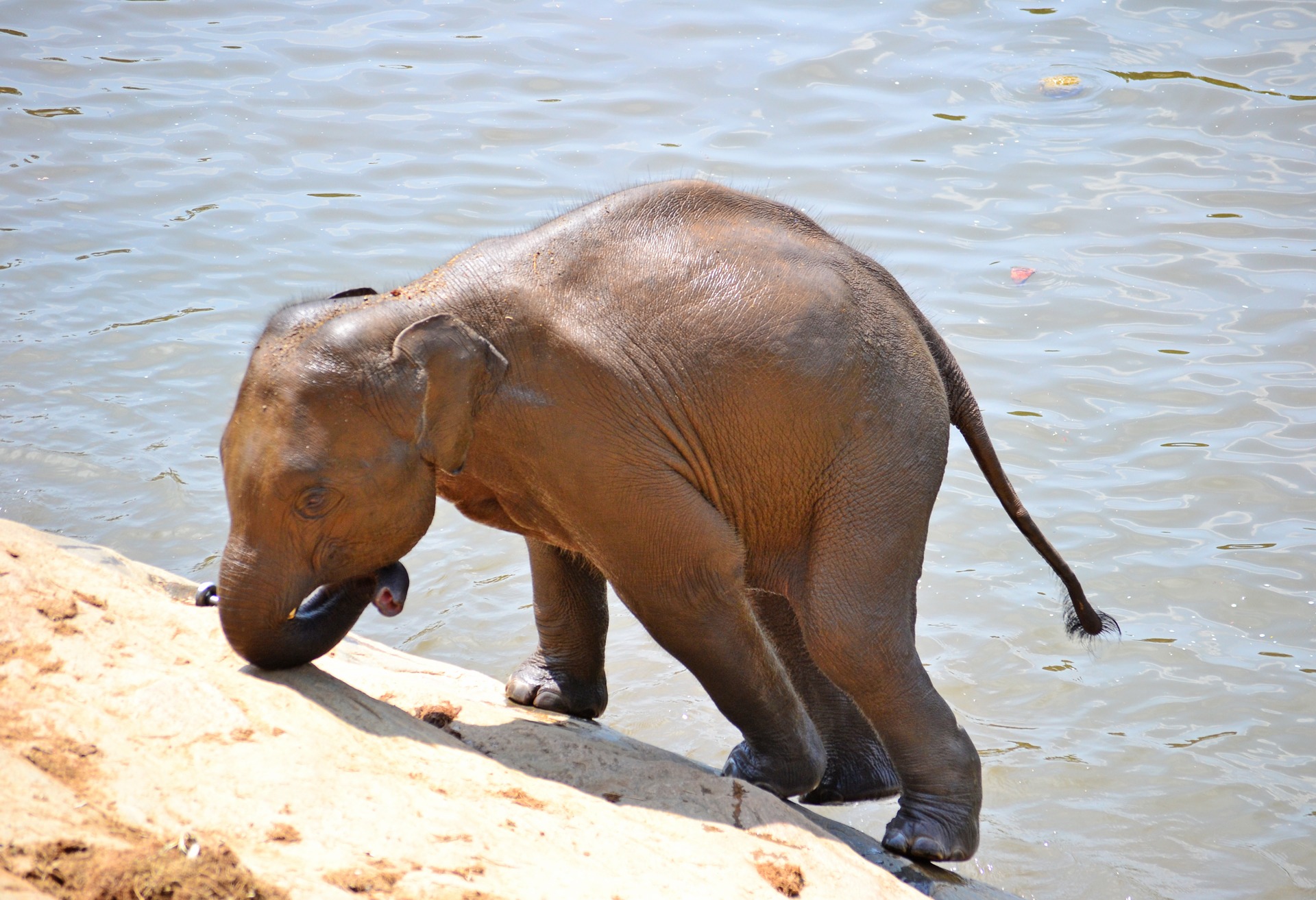 one animal, nature, elephant, animal, bath, sun bath, ceylon, animal wildlife, body, zoo, mammal, photo, vertebrate, no people, water, animals in the wild, HD Wallpaper