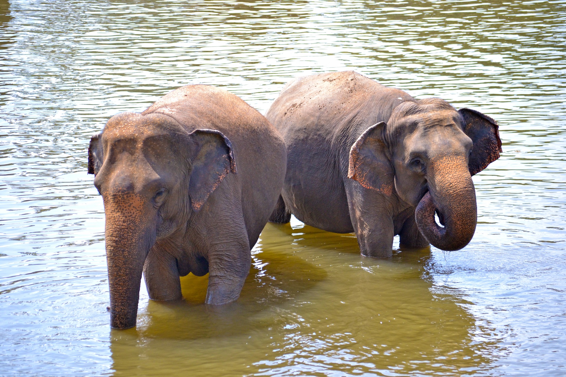 waterfront, animal family, animal trunk, ceylon, day, animal themes, two animals, outdoors, group of animals, vertebrate, sri lanka, asian elephant, animal wildlife, HD Wallpaper