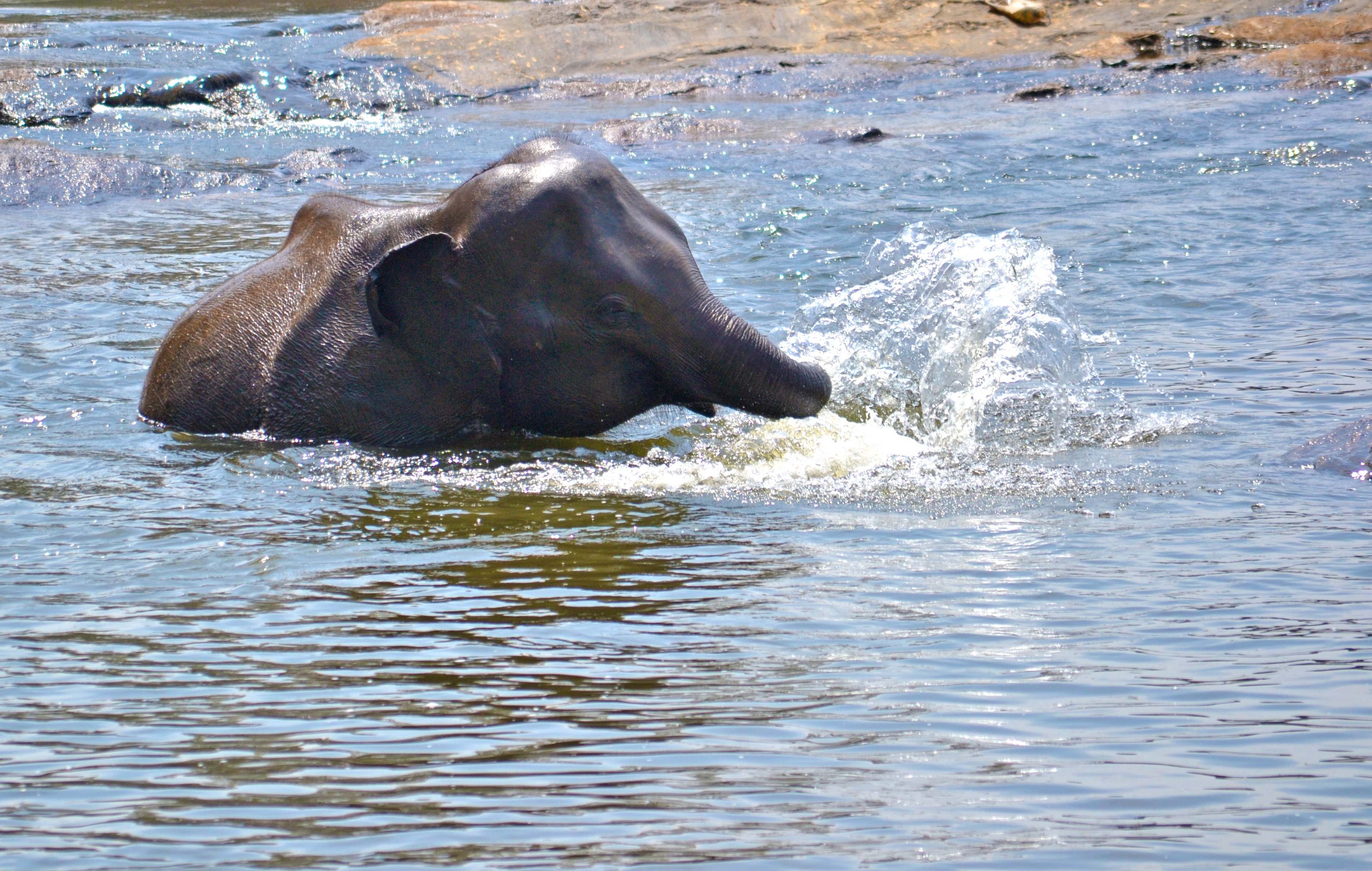 elephant fun, playing in water, 2K, outdoors, ceylon, no people, animal, one animal, beauty in nature, maha oya river, relaxing, river, domestic animals, HD Wallpaper