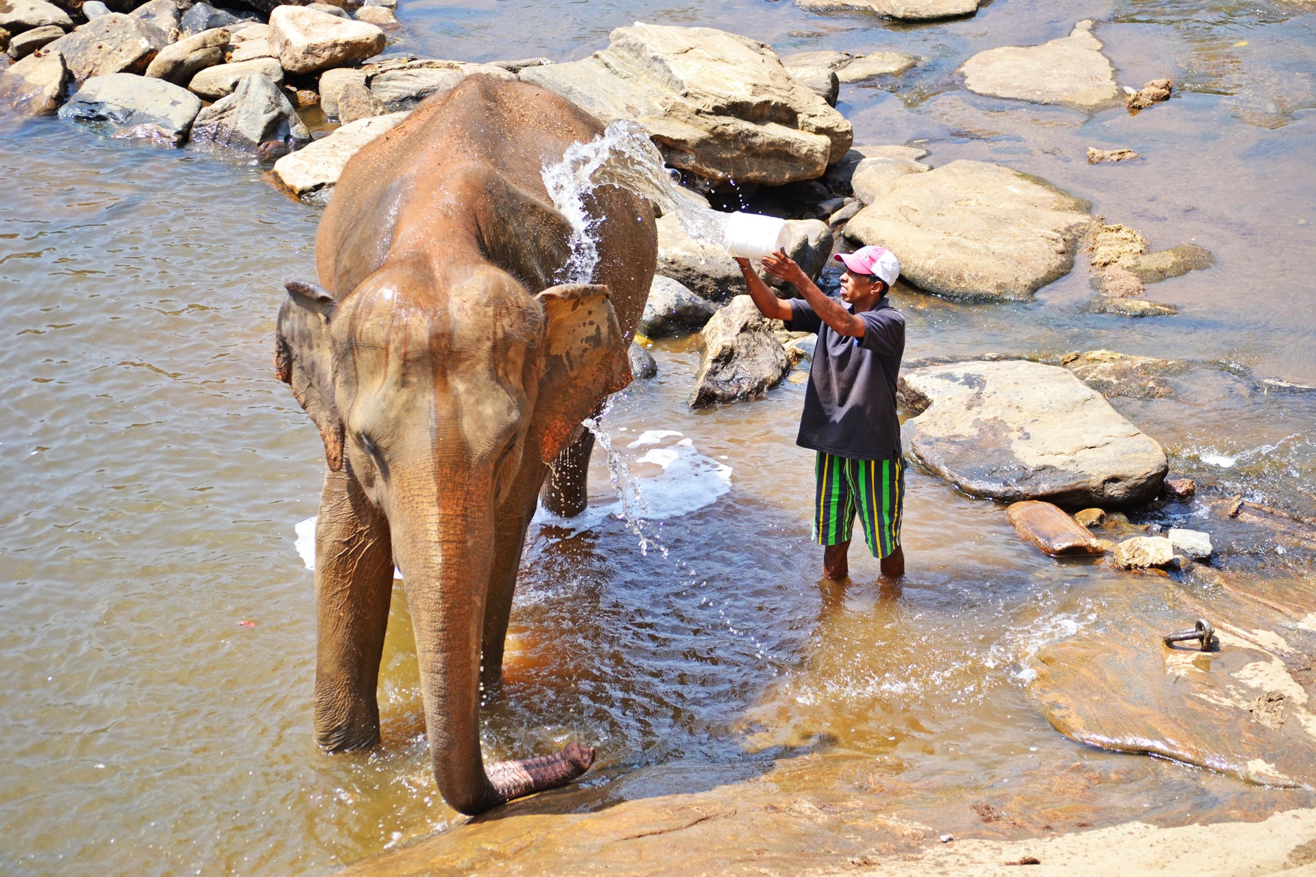 leisure activity, photography themes, nature, one person, elephant orphanage, standing, ceylon, pinnawala, 1080P, full length, women, ankle deep in water, HD Wallpaper