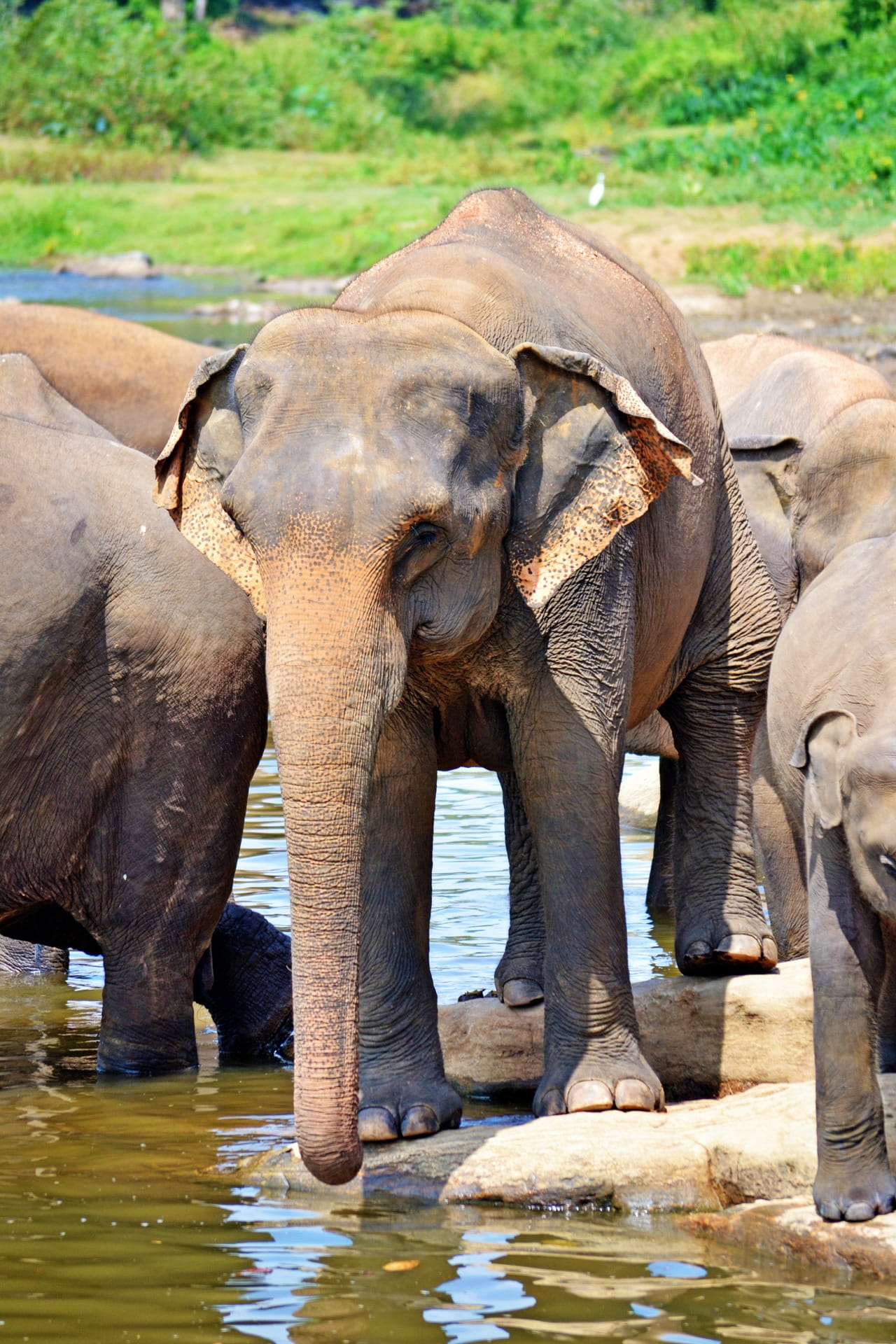 animals in the wild, bath, drinking, elephant orphanage, animal family, sri lanka, animal trunk, river bath, waterfront, river, lake, outdoors, animal wildlife, Phone HD Wallpaper