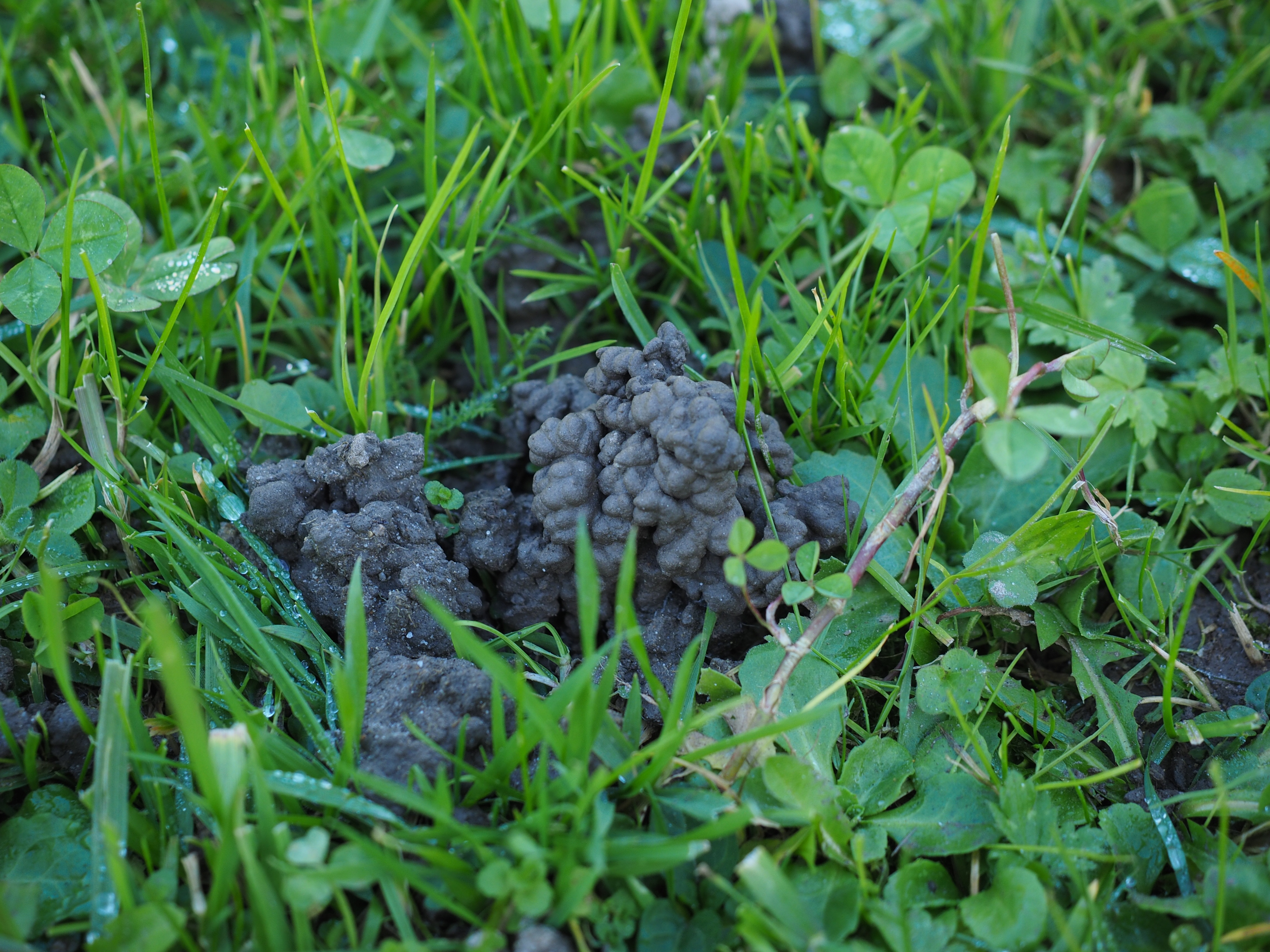 growth, earth, erdhäufchen, healthy eating, agriculture, food and drink, food, green color, day, nature, ejection, freshness, earthworm heaps, selective focus, HD Wallpaper