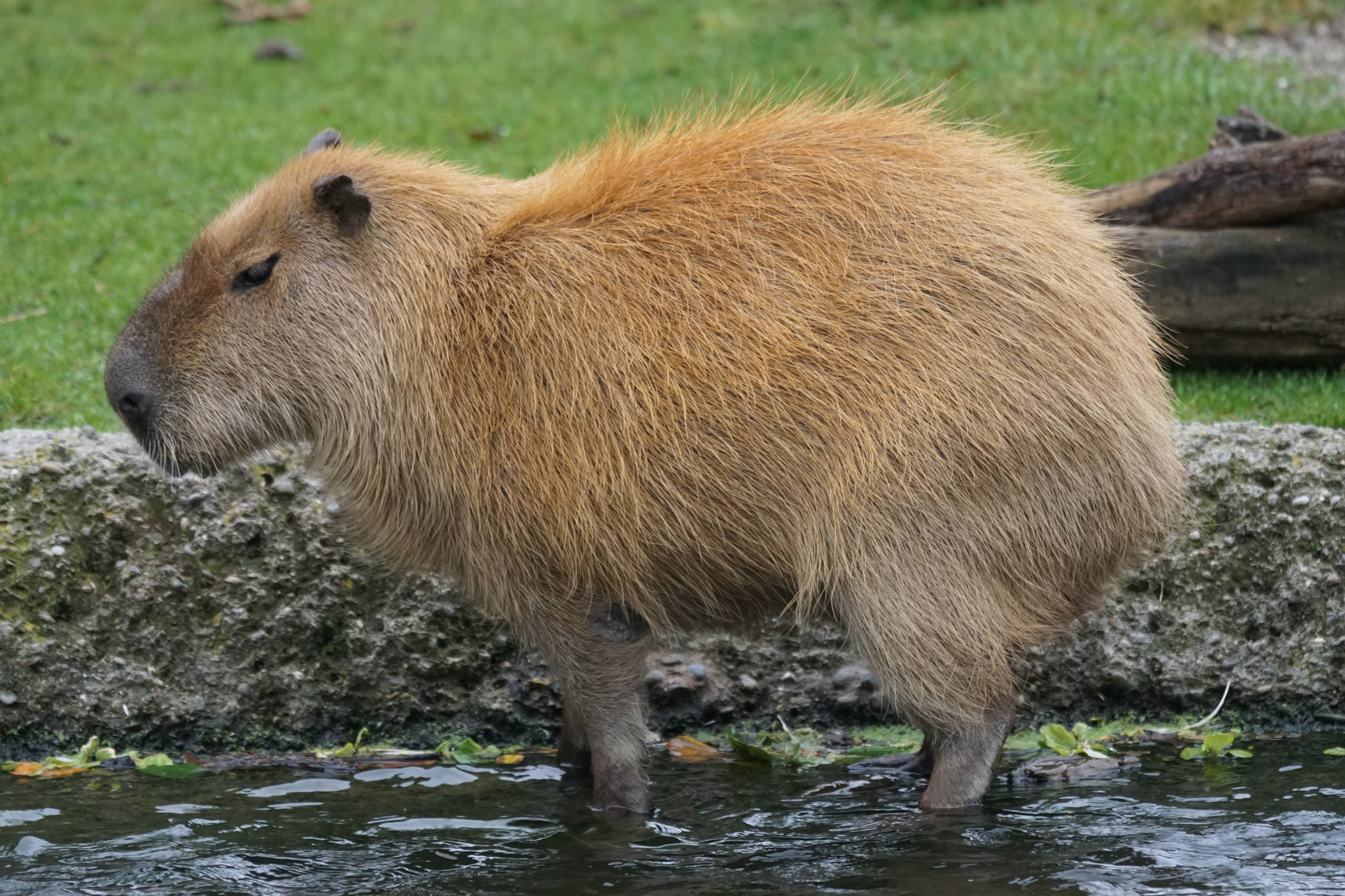 largest rodent, capybara, no people, stream - flowing water, animals In The Wild, river, vertebrate, hydrochoerus hydrochaeris, bear, grass, wildlife, one animal, HD Wallpaper