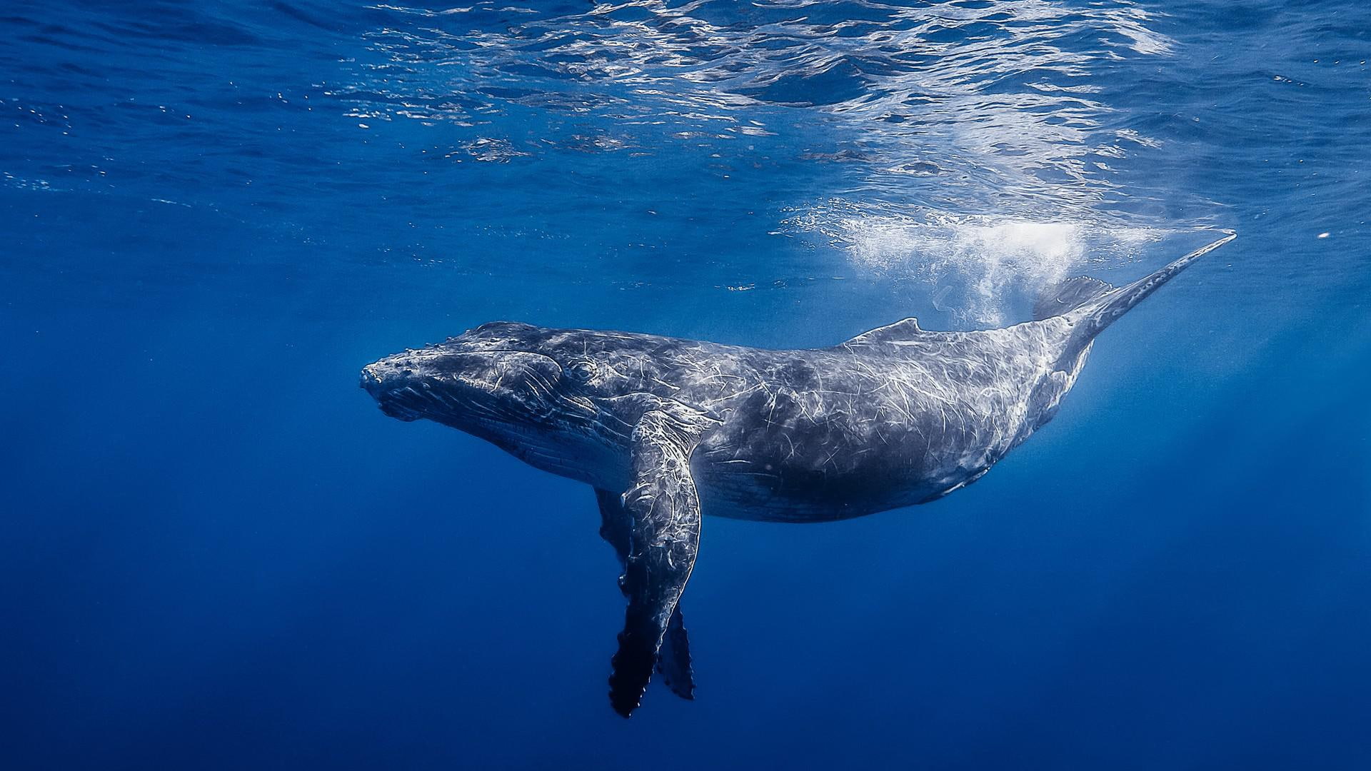 1080P, largest, fish, animals, blue, blue water, whale, underwater, HD Wallpaper