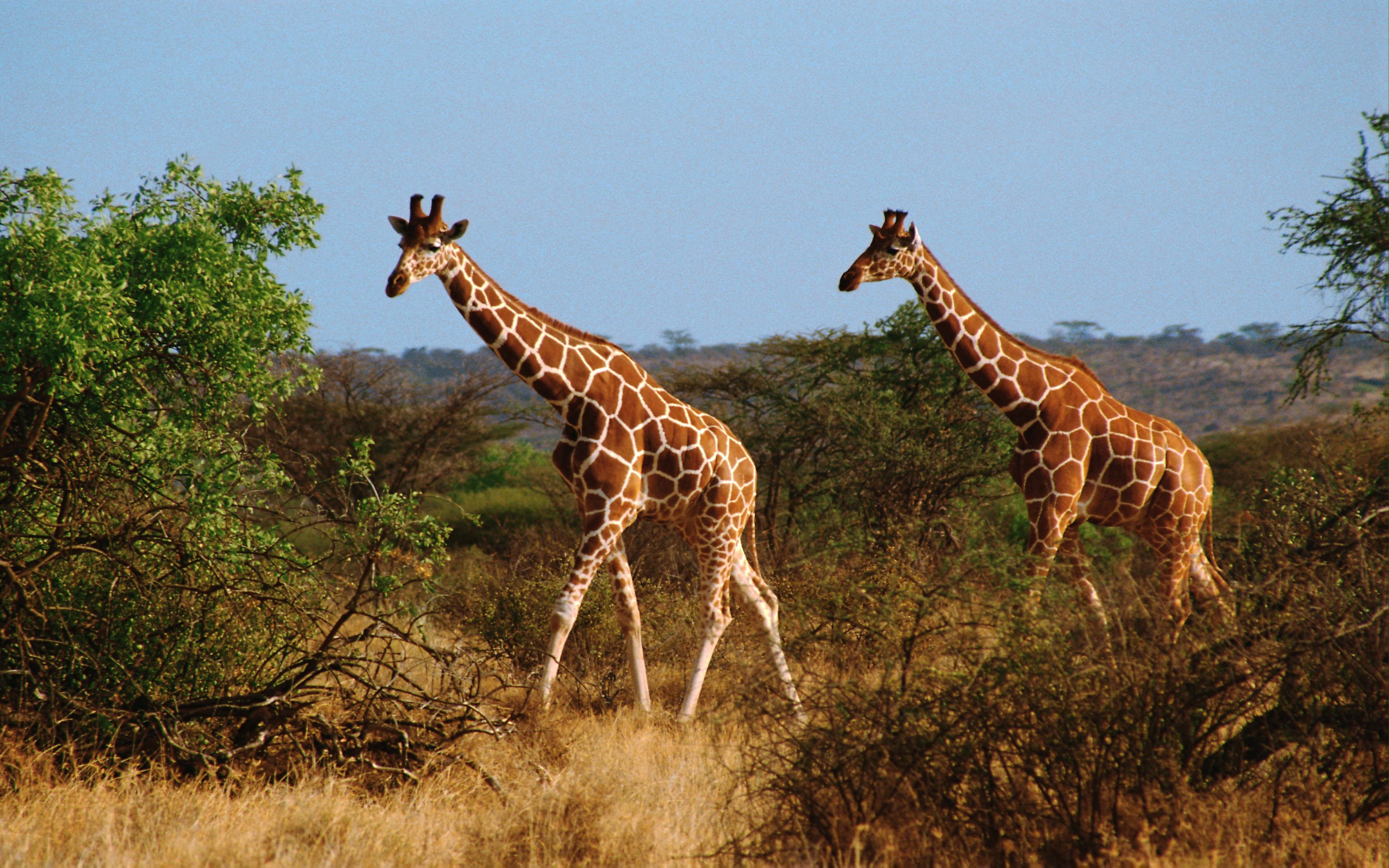 giraffa, giraffe, camelopardalis, land, african, ruminant, largest, animals, 4K, mammal, ungulates, highest, HD Wallpaper