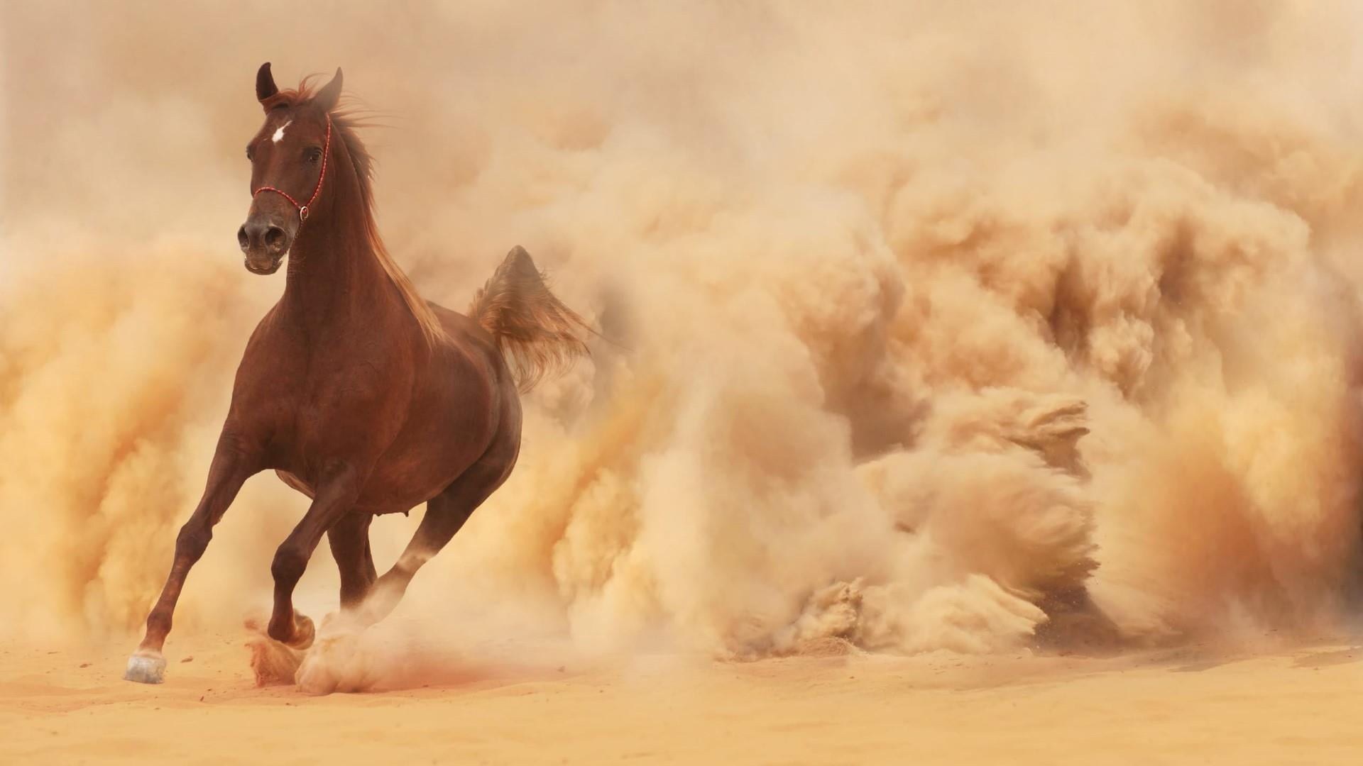 one animal, horse, livestock, dust, vertebrate, animal, power, domestic animals, motion, land, domestic, running, full length, outdoors, 1080P, animal wildlife, HD Wallpaper