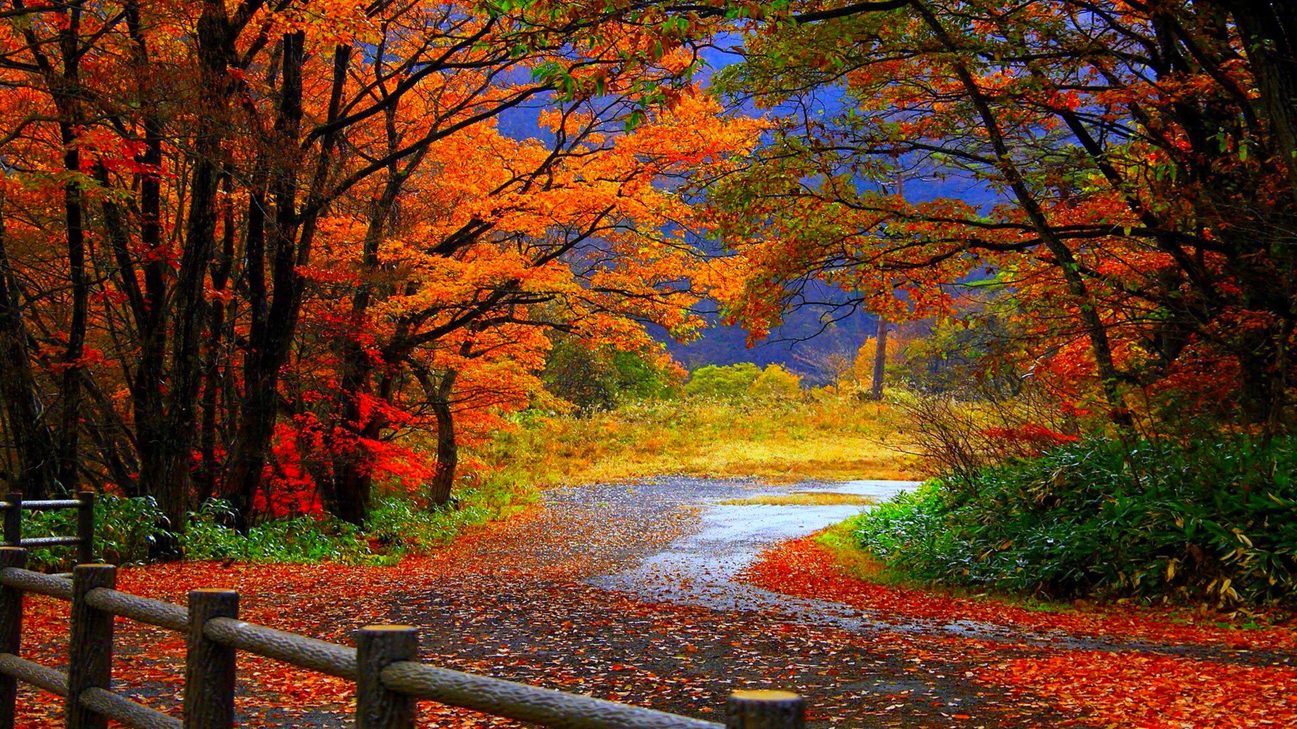 photography, fall, autumn, 2560x1440, tree, Forest, 2K, path, HD Wallpaper