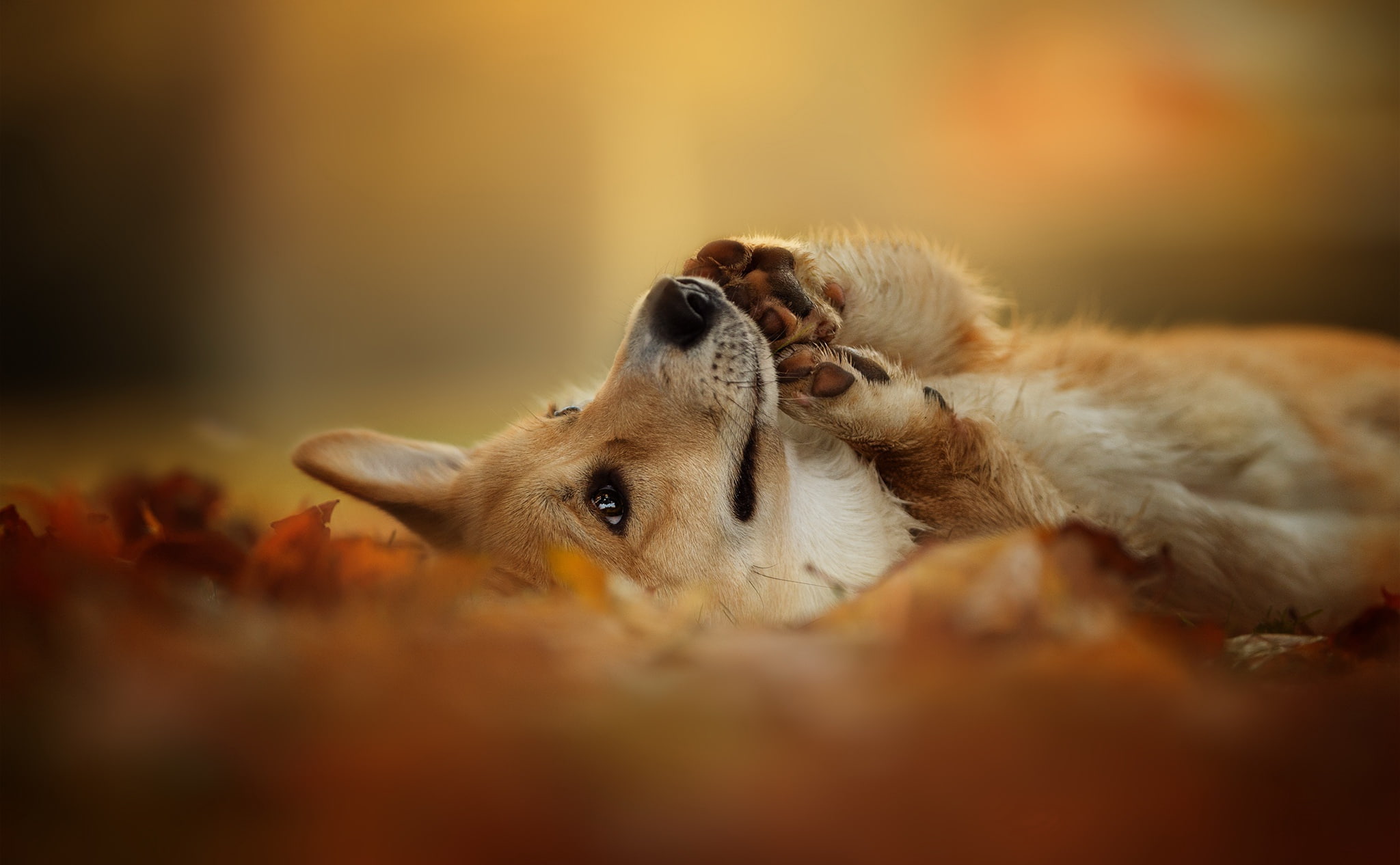 dog, 1080P, each, Welsh Corgi, nature, autumn, HD Wallpaper