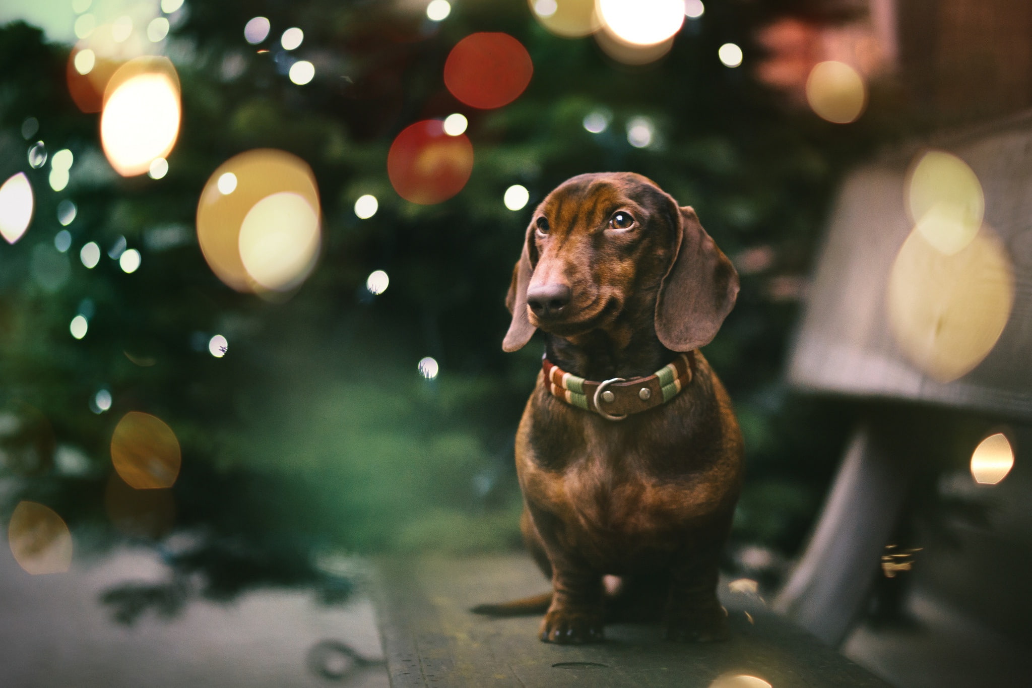 Dachshund, each, 1080P, dog, holiday, HD Wallpaper