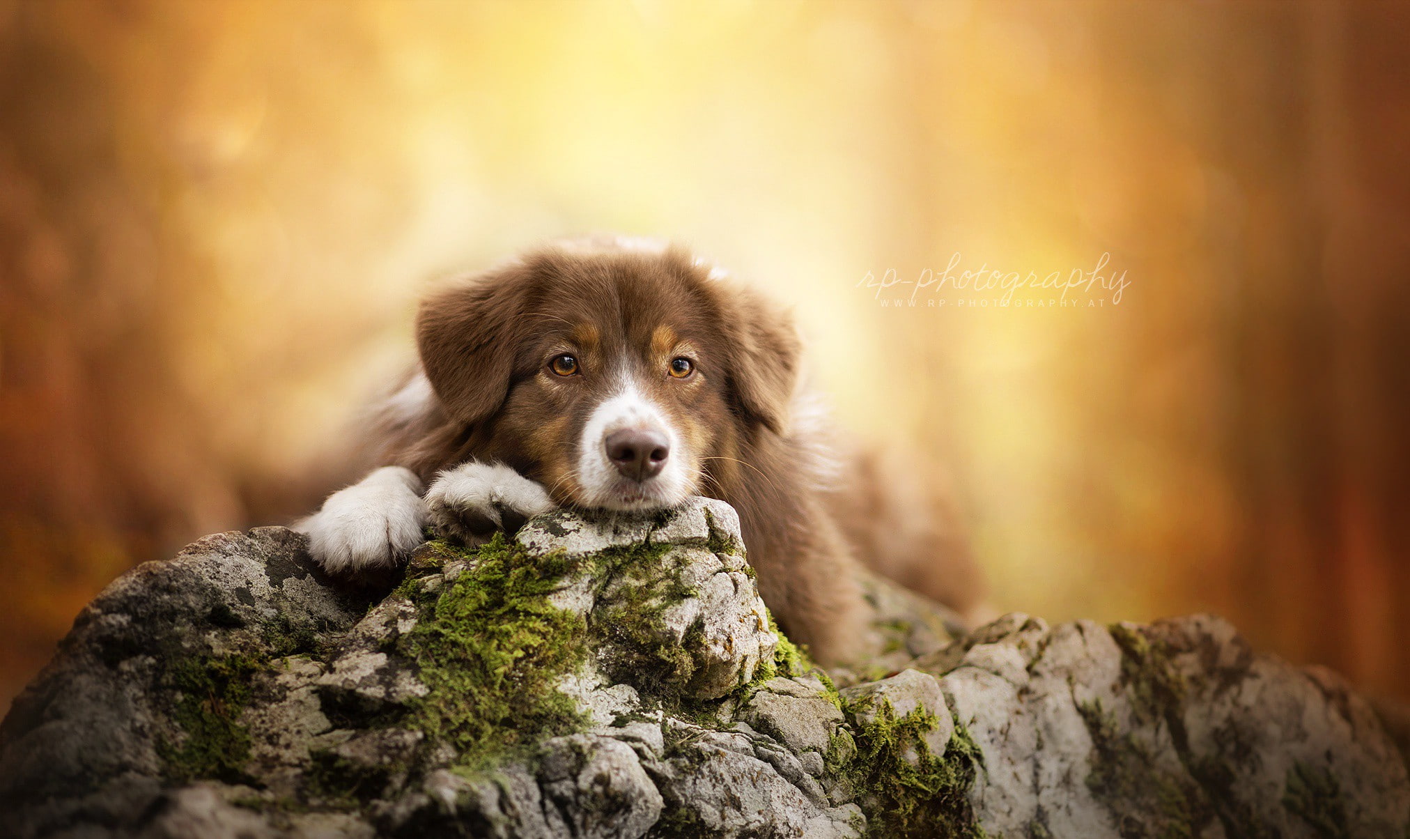 1080P, look, dog, each, HD Wallpaper