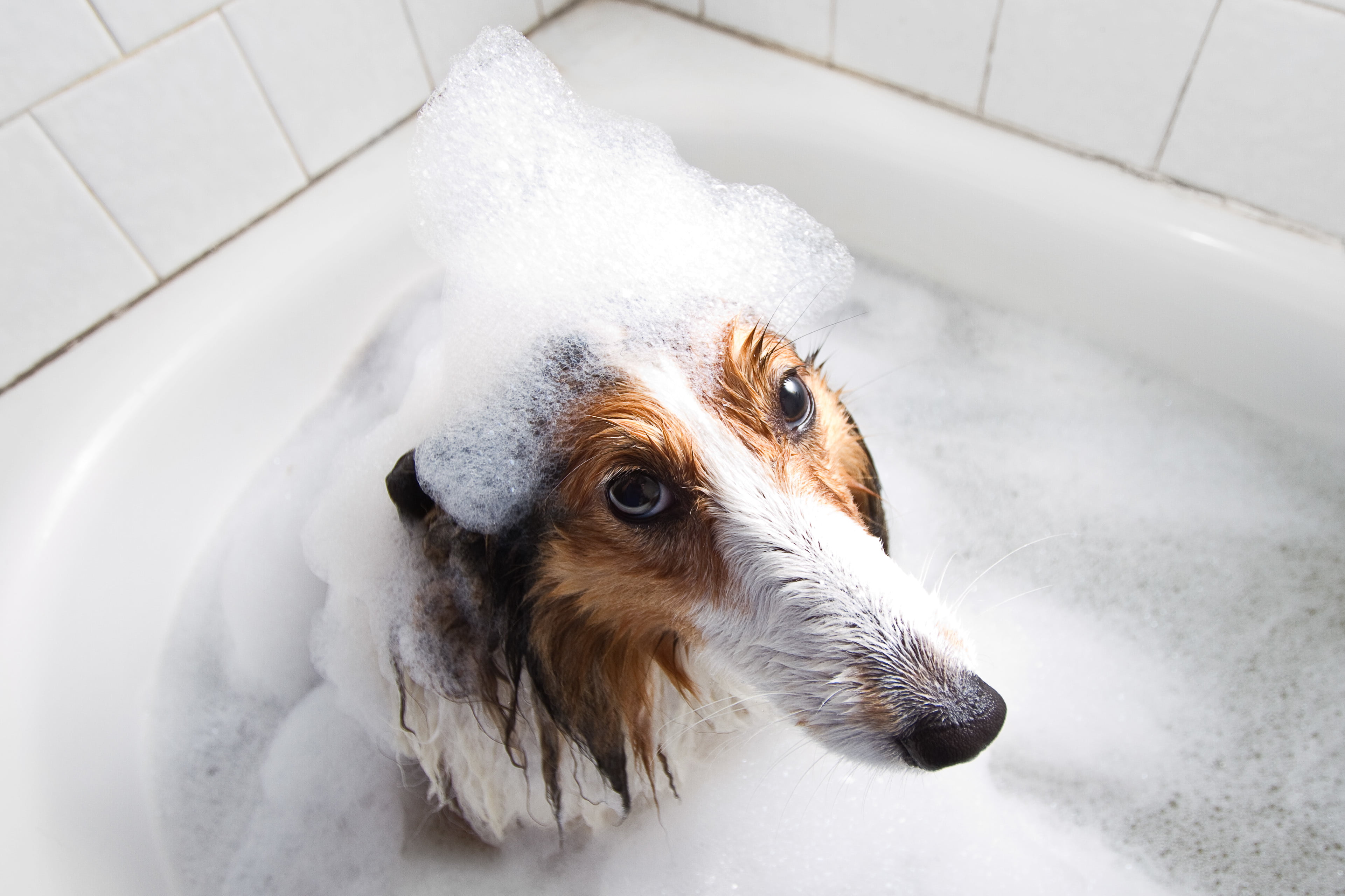 look, dog, each, 4K, bath, HD Wallpaper