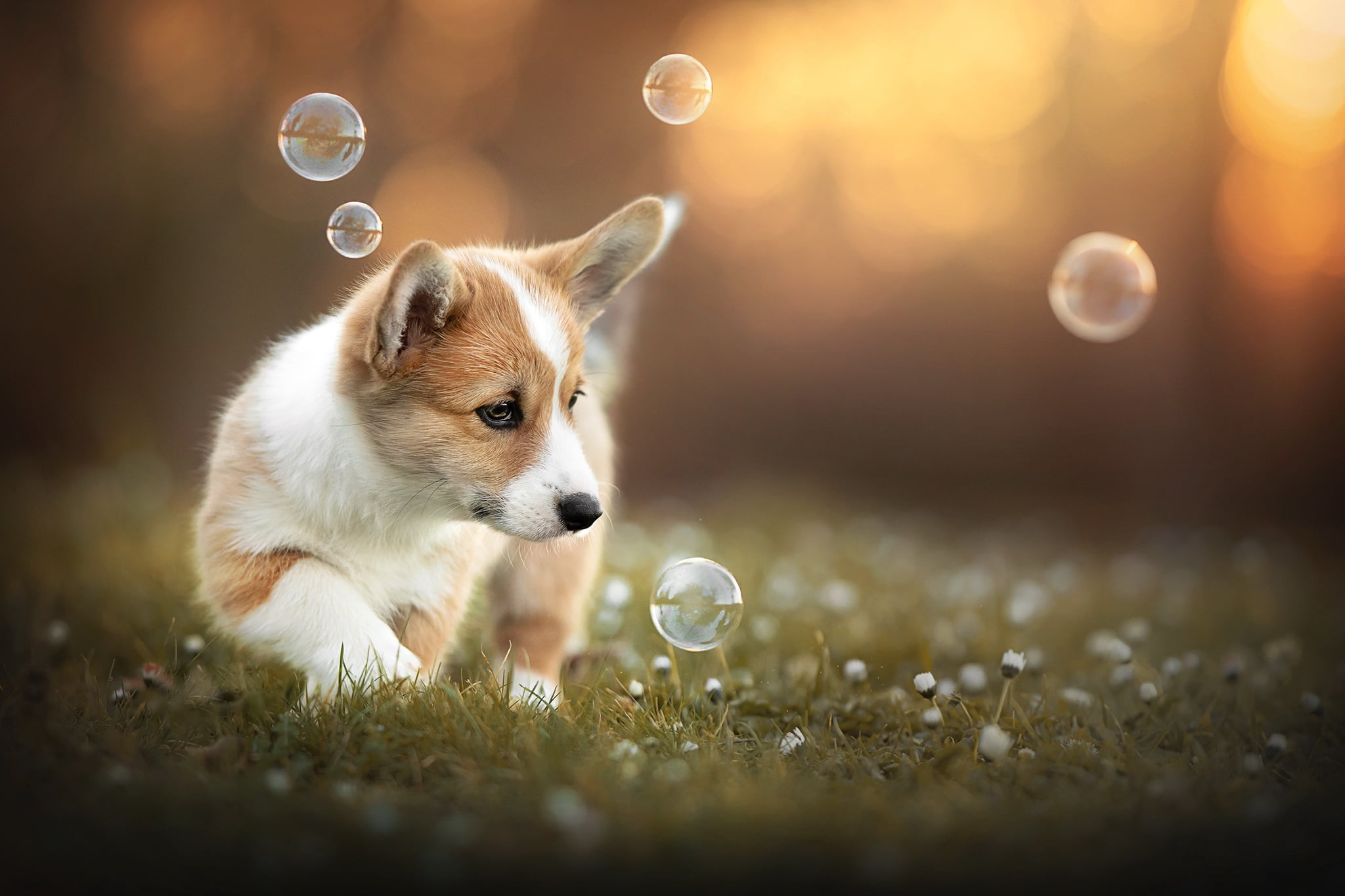 Corgi, 1080P, each, dog, nature, summer, HD Wallpaper