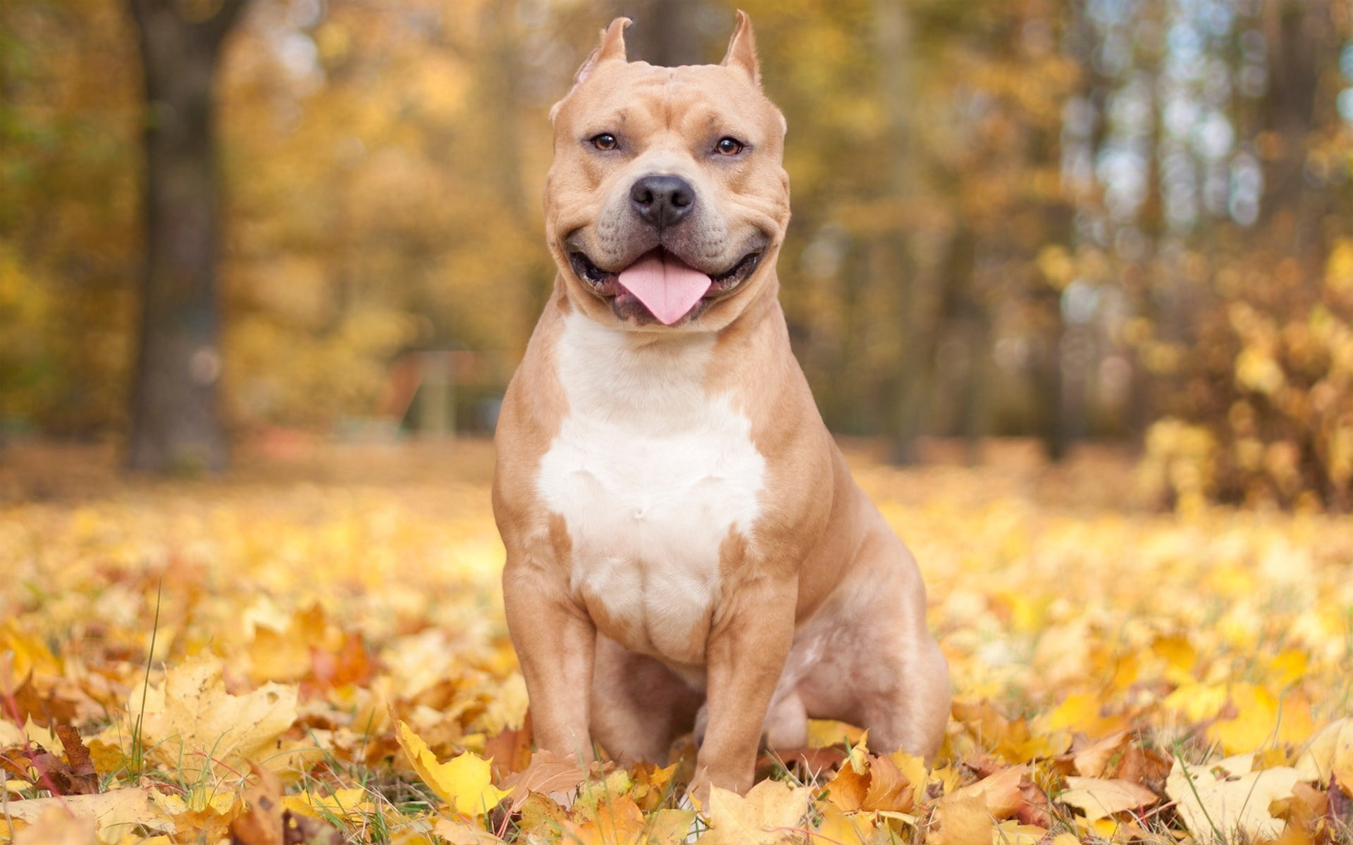 brown, puppy, leaf, outdoors, cute, adult, domestic Animals, fun, 1080P, sitting, terrier, animal, portrait, protruding tongue, one Animal, obedience, HD Wallpaper