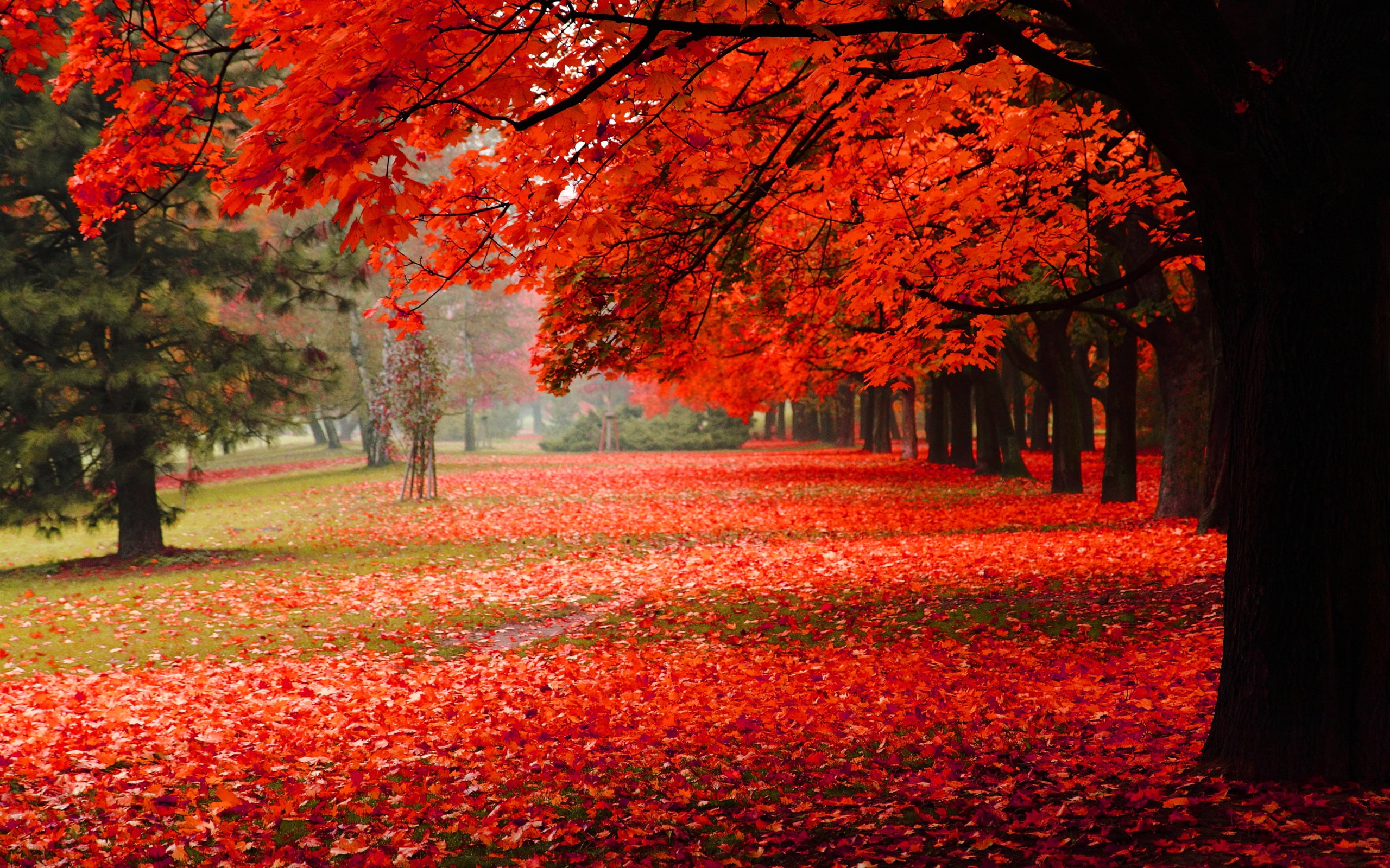 Nature, Park, blossoms, Scenery, 2K, Red, Foliage, cherry, Autumn, HD Wallpaper