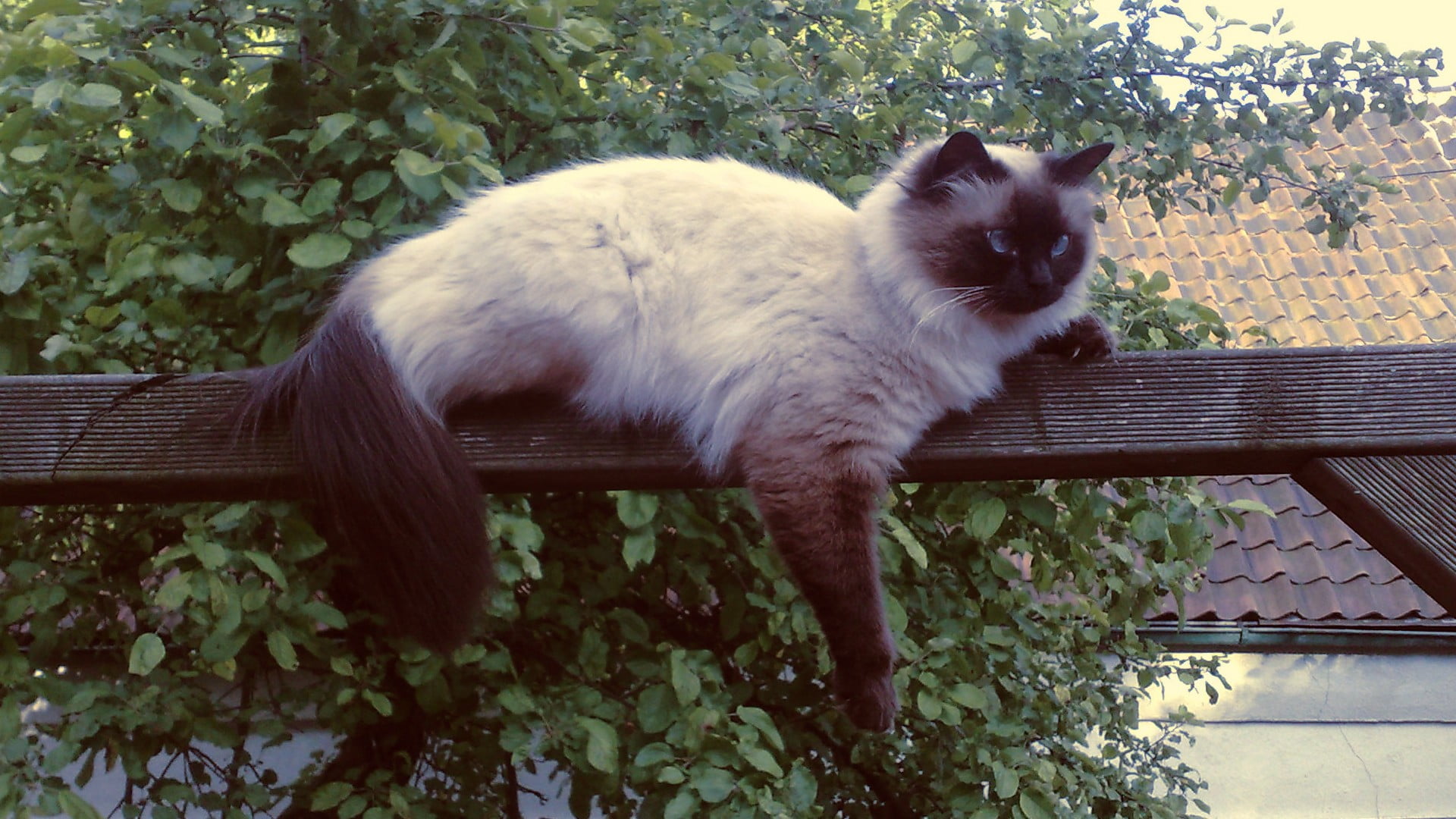 animal themes, front or back yard, feline, Neva Masquarade, whisker, pets, leaf, siamese, plant, relaxation, mammal, growth, no people, domestic, one animal, HD Wallpaper