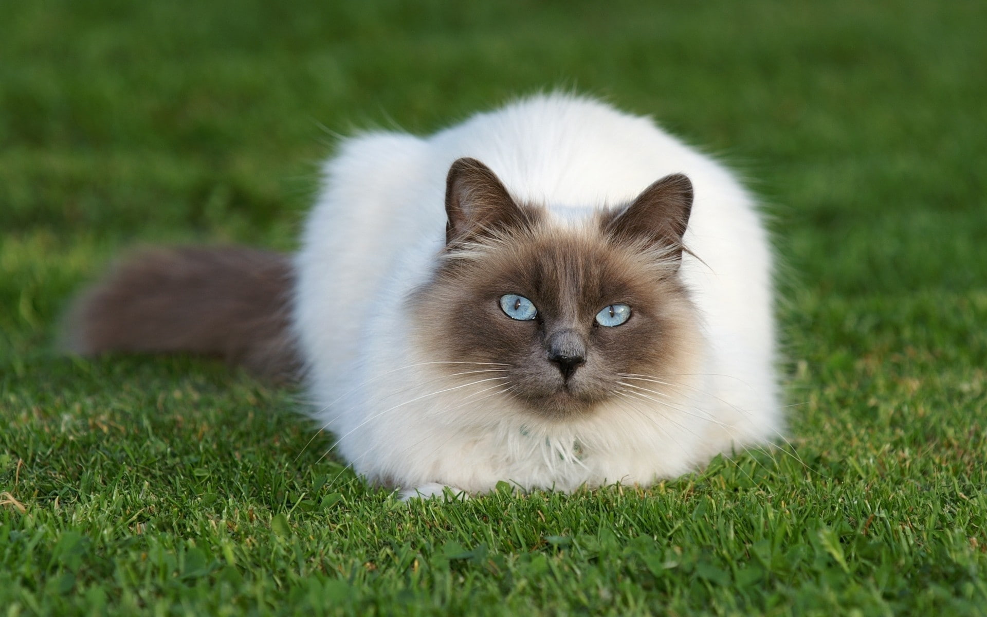 siamese, relax, grass, cat, siamese cat, beautiful, 1080P, HD Wallpaper