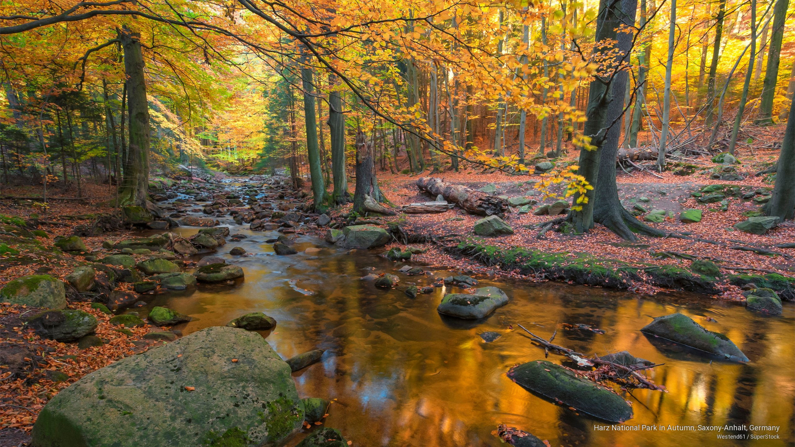 national, Fall, harz, autumn, 2K, anhalt, park, germany, saxony, HD Wallpaper
