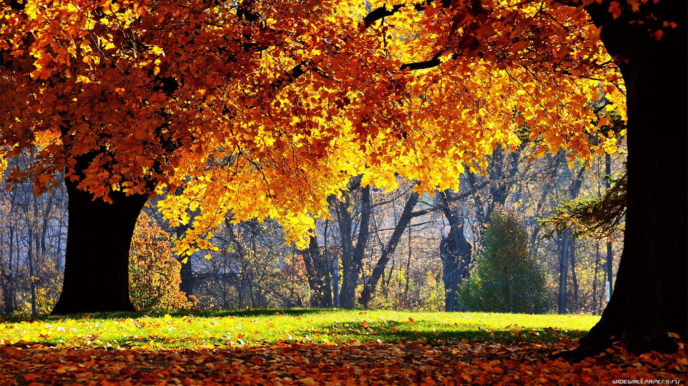 plant, woodland, tree, tranquility, vibrant Color, season, color Image, trees, leaf, footpath, gold Colored, 720P, landscape, fall, yellow, maple Tree, HD Wallpaper