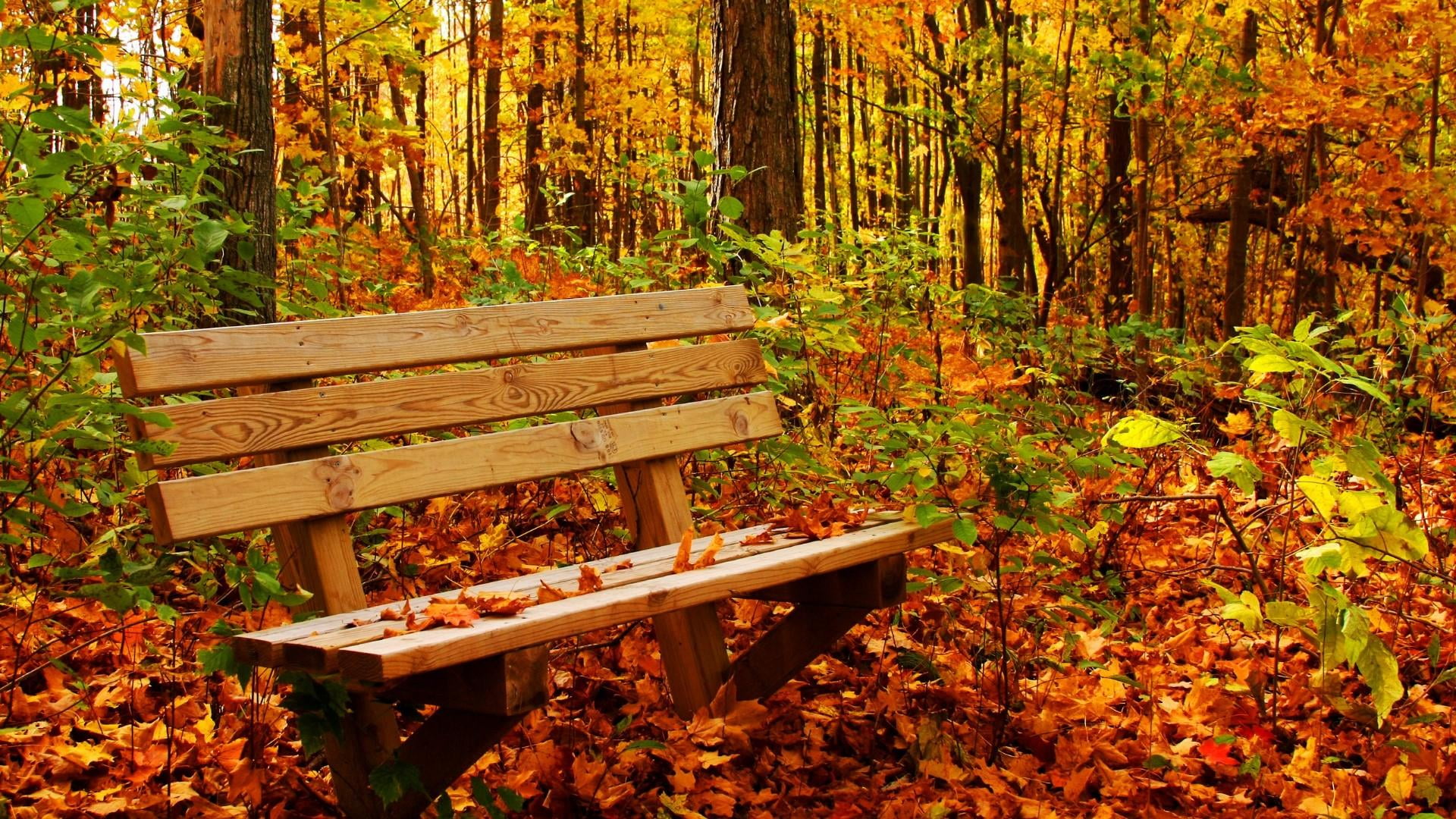 change, bench, land, life, outdoors, 1080P, day, no people, woodland, leaf, fall, tranquility, tree, plant, wood - material, romantic, autumn, park bench, HD Wallpaper