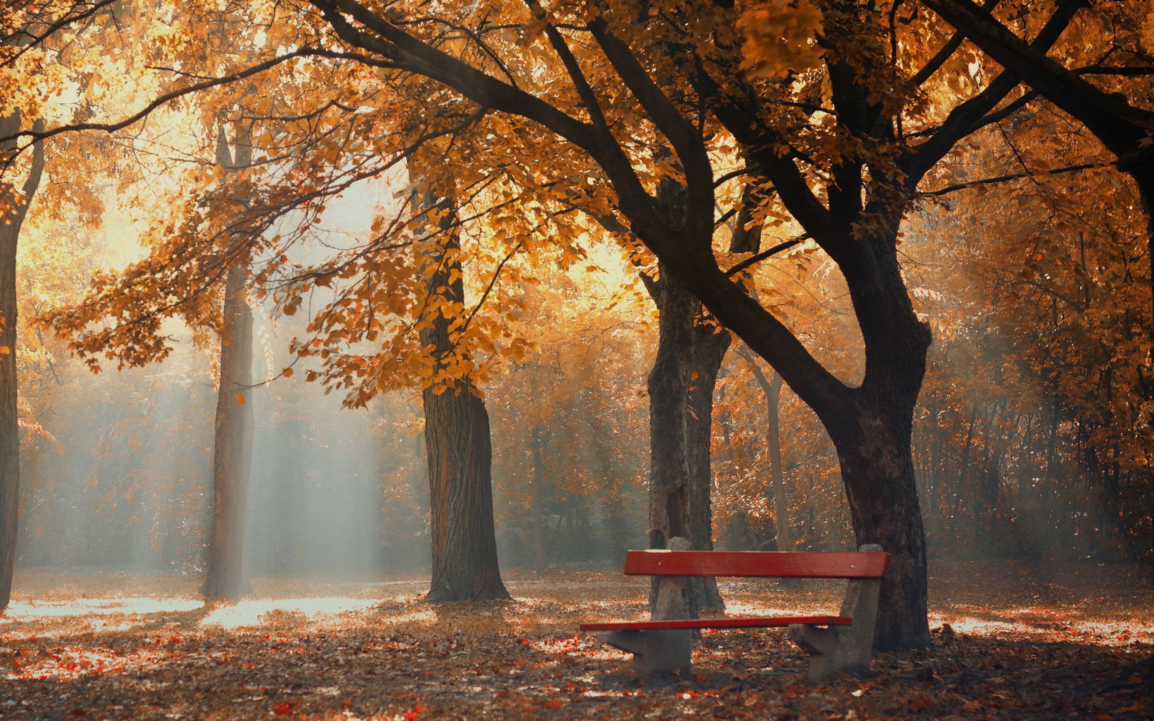 trees, download 3840x2400 fark, foliage, bench, 4K, autumn backgrounds, park, HD Wallpaper