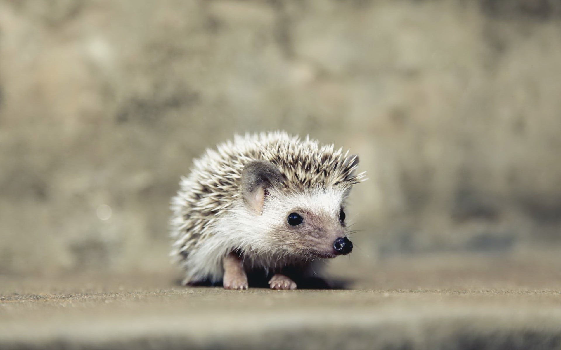 hair, close-up, young animal, animals, portrait, mammal, cute, day, animal wildlife, hedgehog, nature, selective focus, no people, white, brown, outdoors, HD Wallpaper