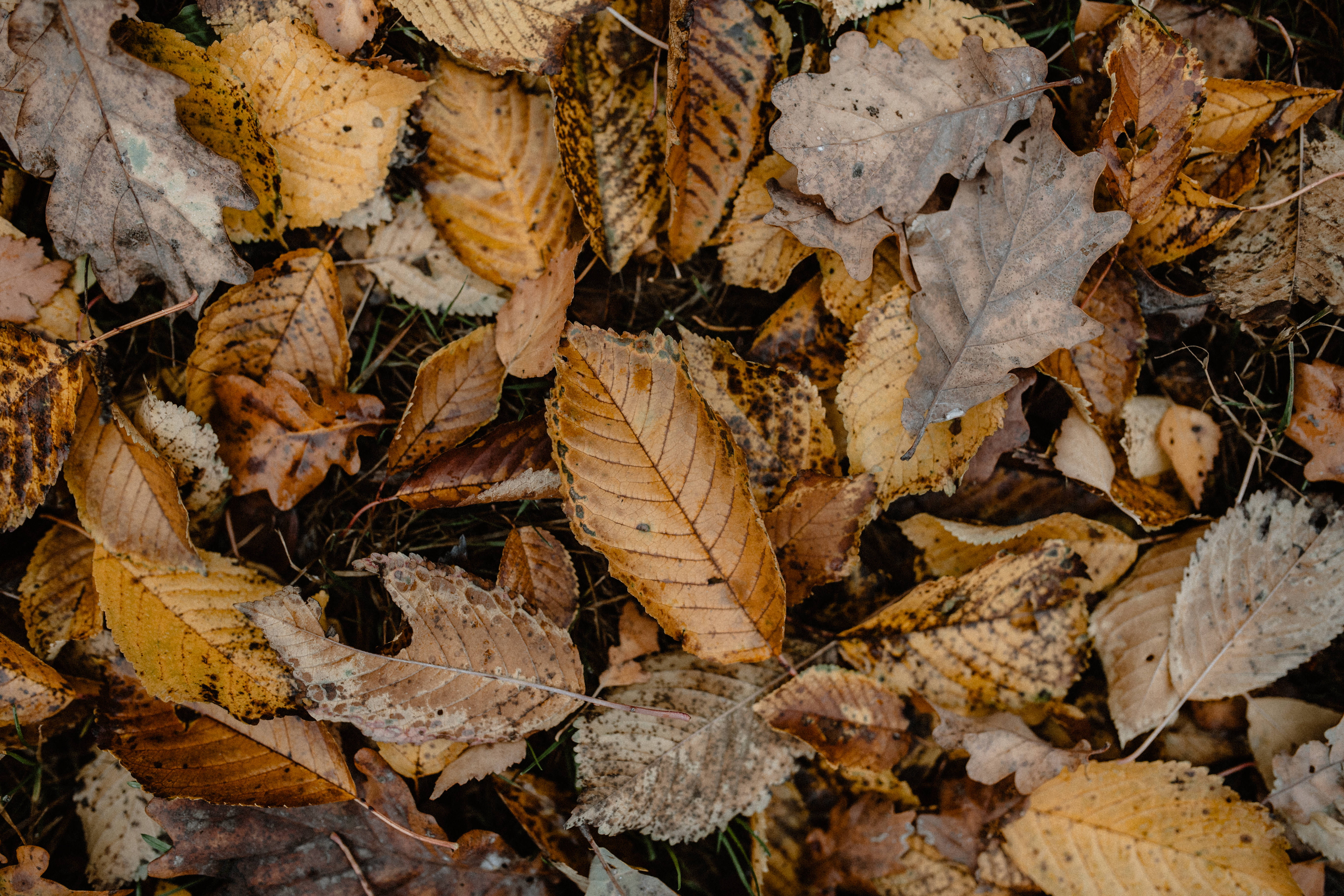 land, woods, fall, high angle view, no people, foggy, backgrounds, change, leaf, beauty in nature, day, nature, plant part, 5K, fragility, natural condition, HD Wallpaper