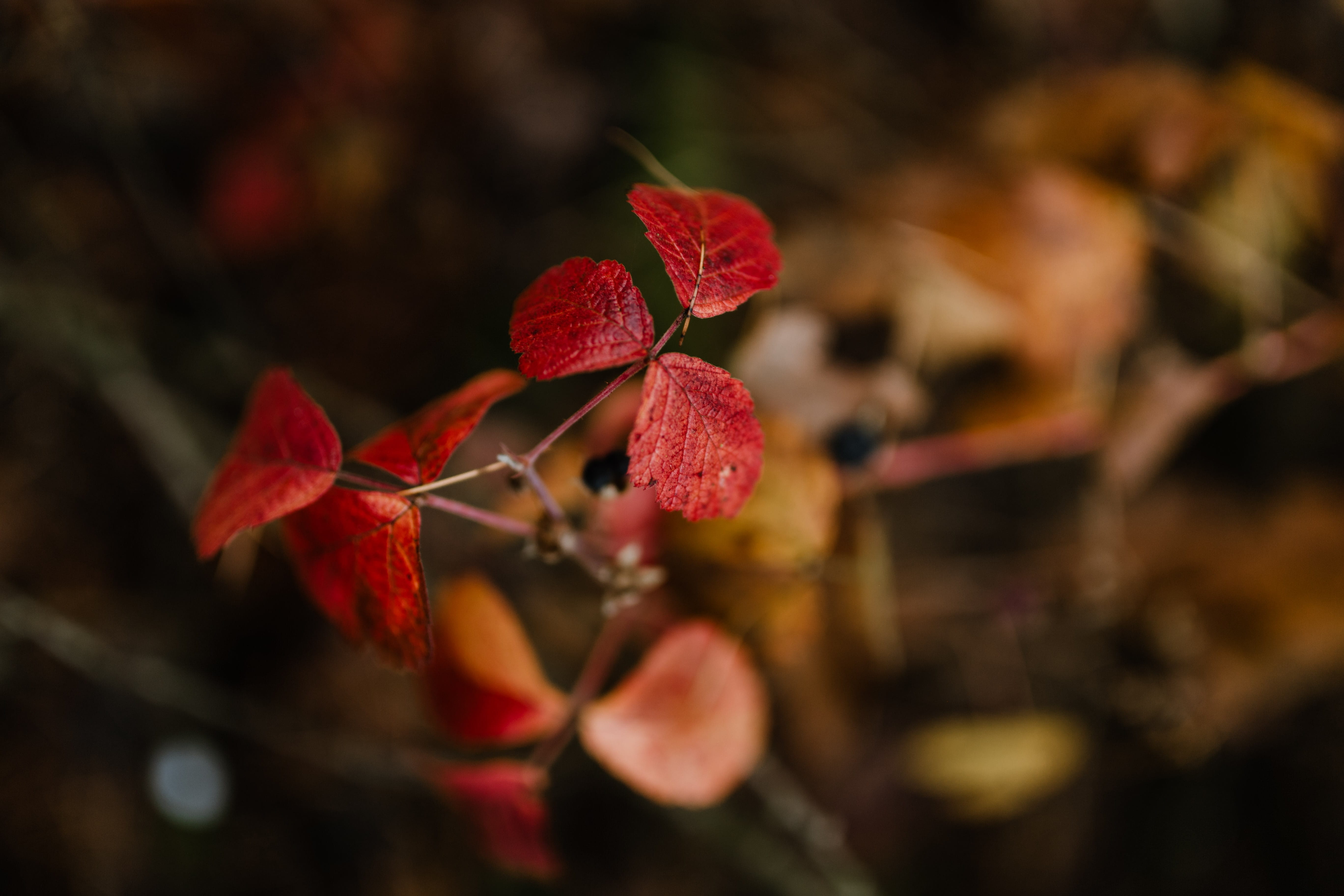 fog, fall, food and drink, day, outdoors, freshness, walk, weather, branch, foggy, healthy eating, food, nature, plant, selective focus, tree, change, woods, HD Wallpaper