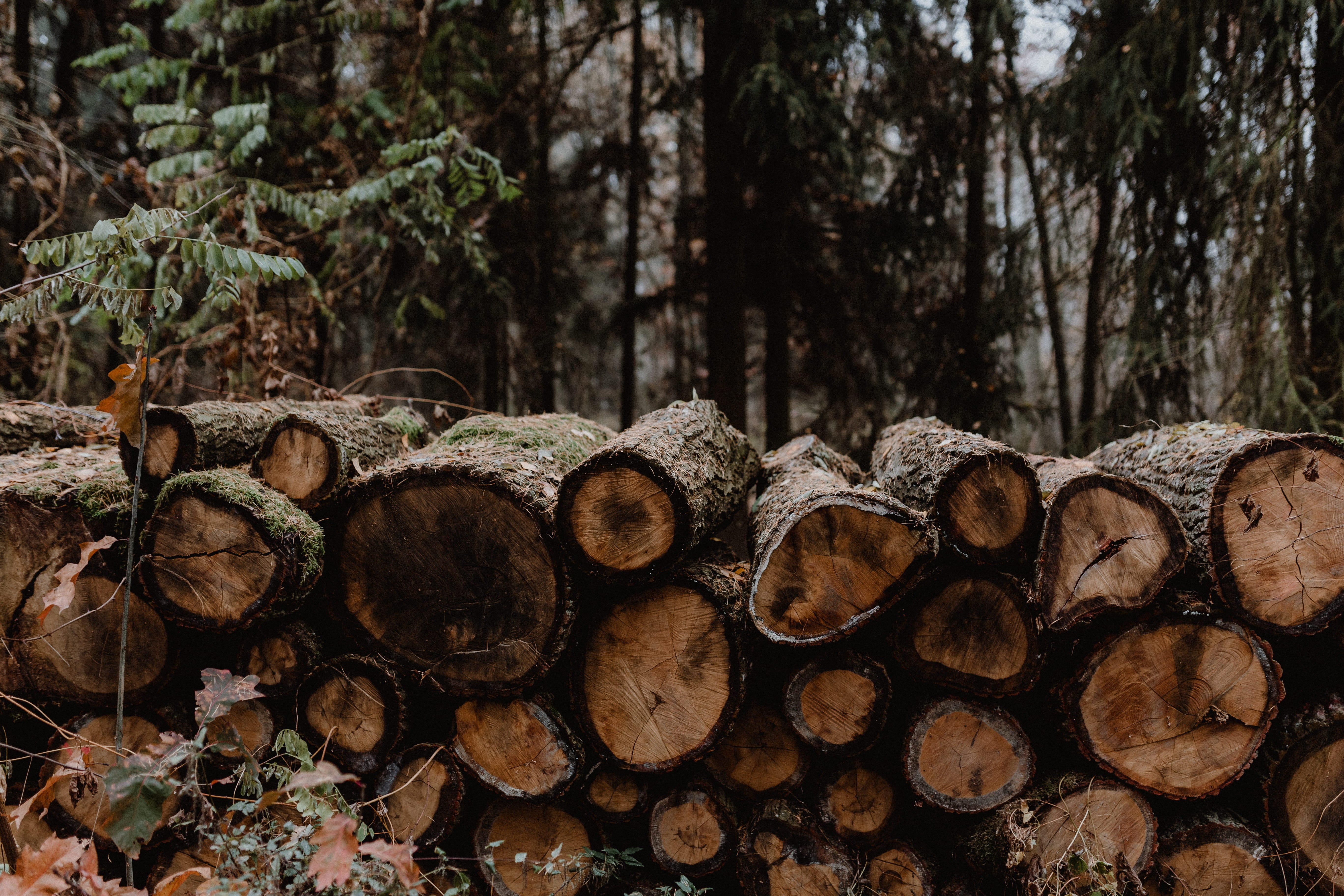 fuel and power generation, wood - material, plant, firewood, foggy, fall, deforestation, autumn, november, nature, environmental issues, log, environmental damage, HD Wallpaper
