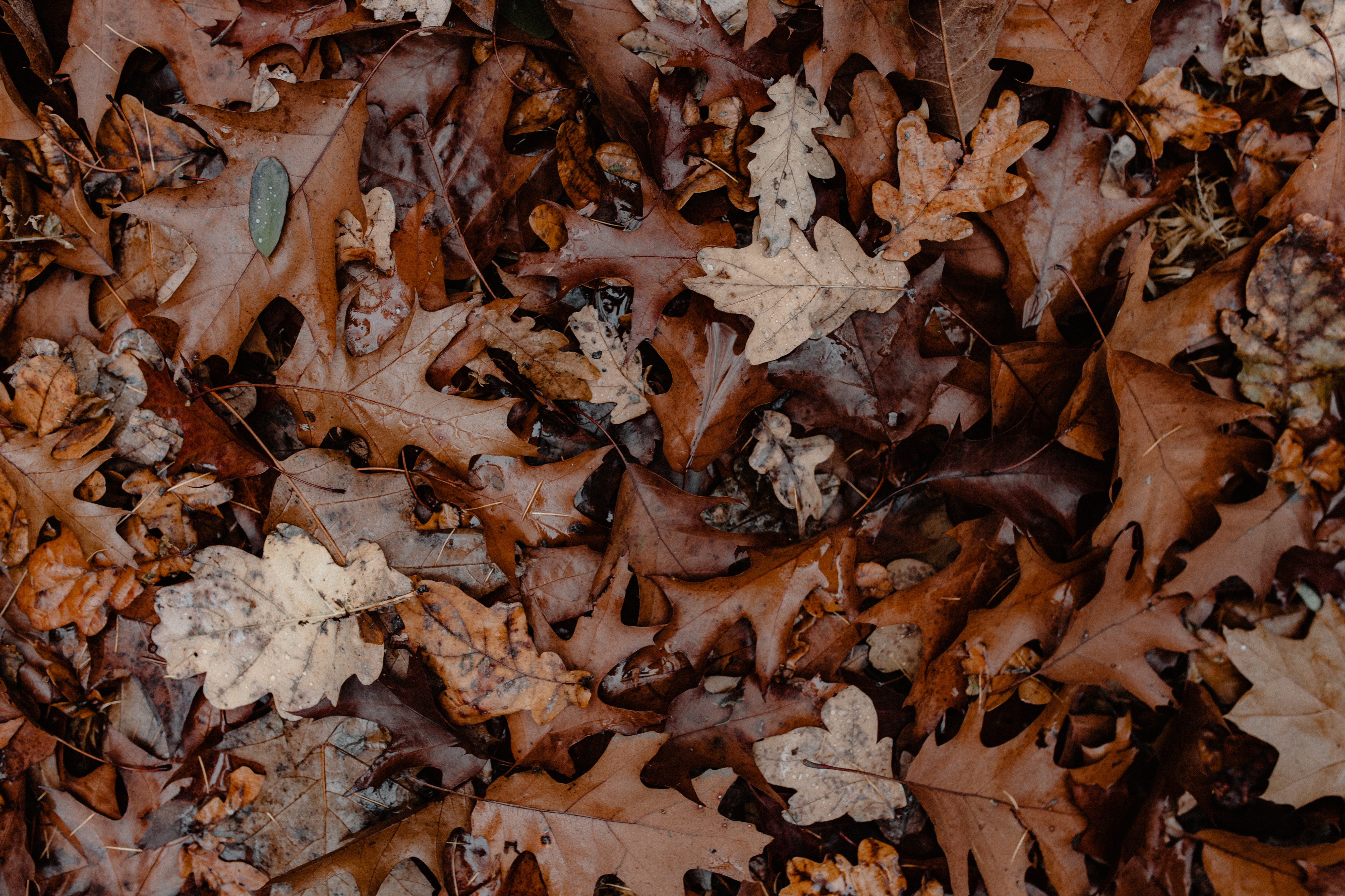 fall, foggy, outdoors, full frame, plant part, walk, natural condition, weather, falling, maple leaf, leaves, dry, woods, change, directly above, leaf, HD Wallpaper
